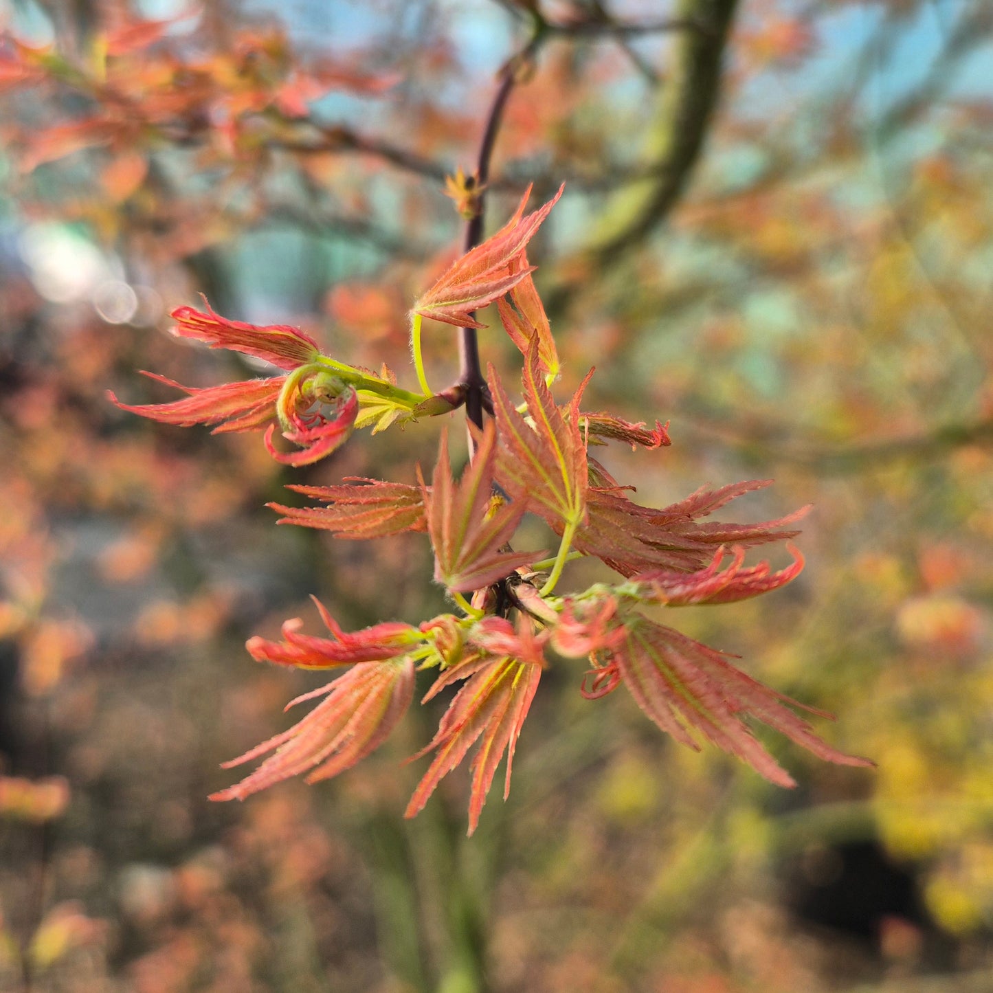Acer palmatum Wilson's Pink Dwarf
