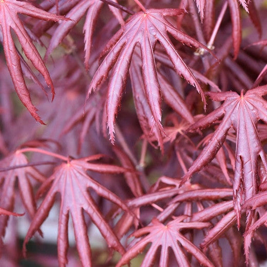 Acer palmatum Trompenburg