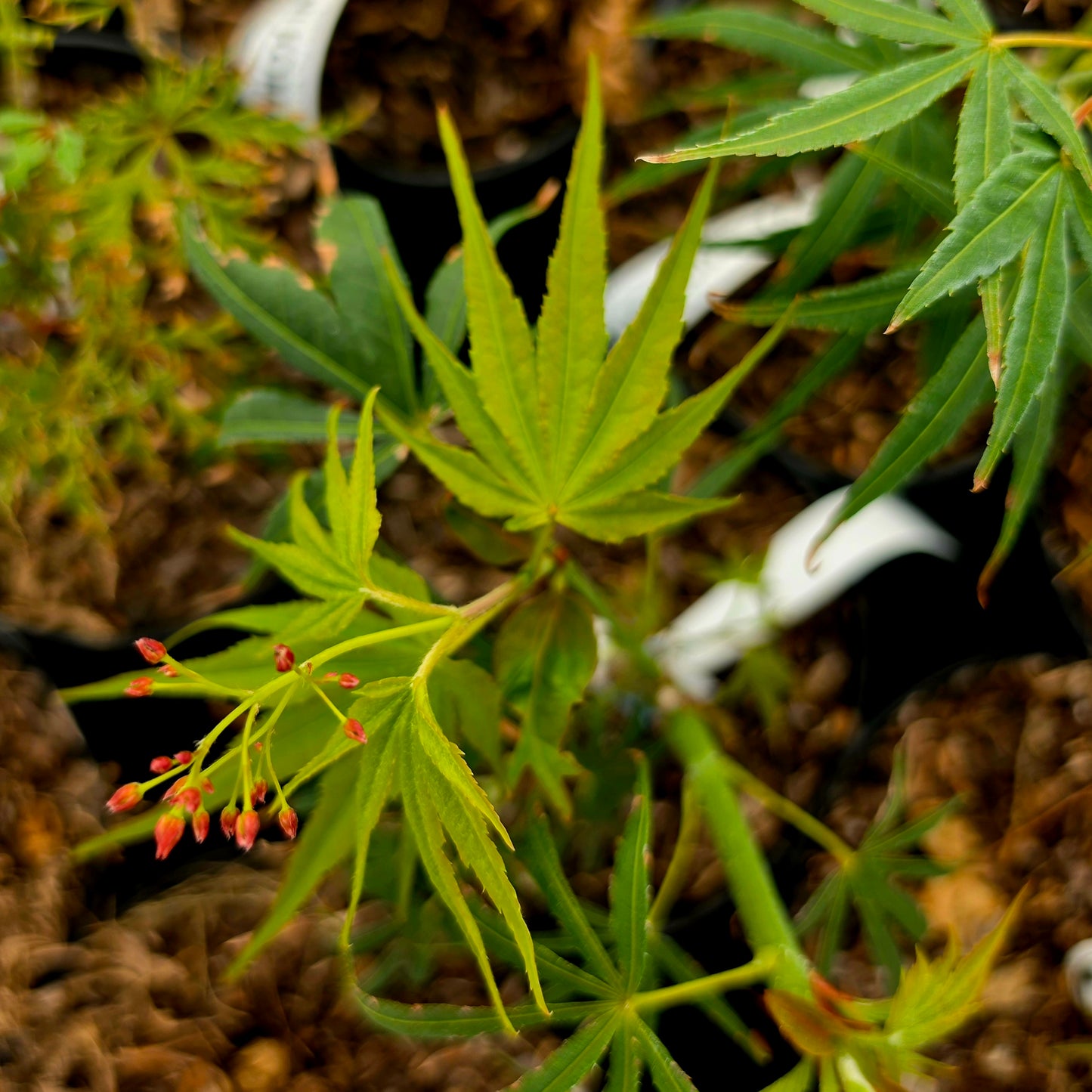 Acer palmatum Aka shichigosan