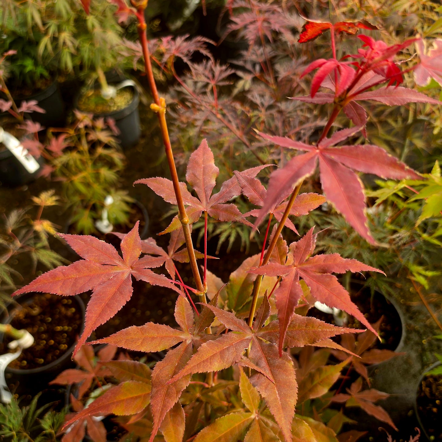 Acer palmatum Akegarasu