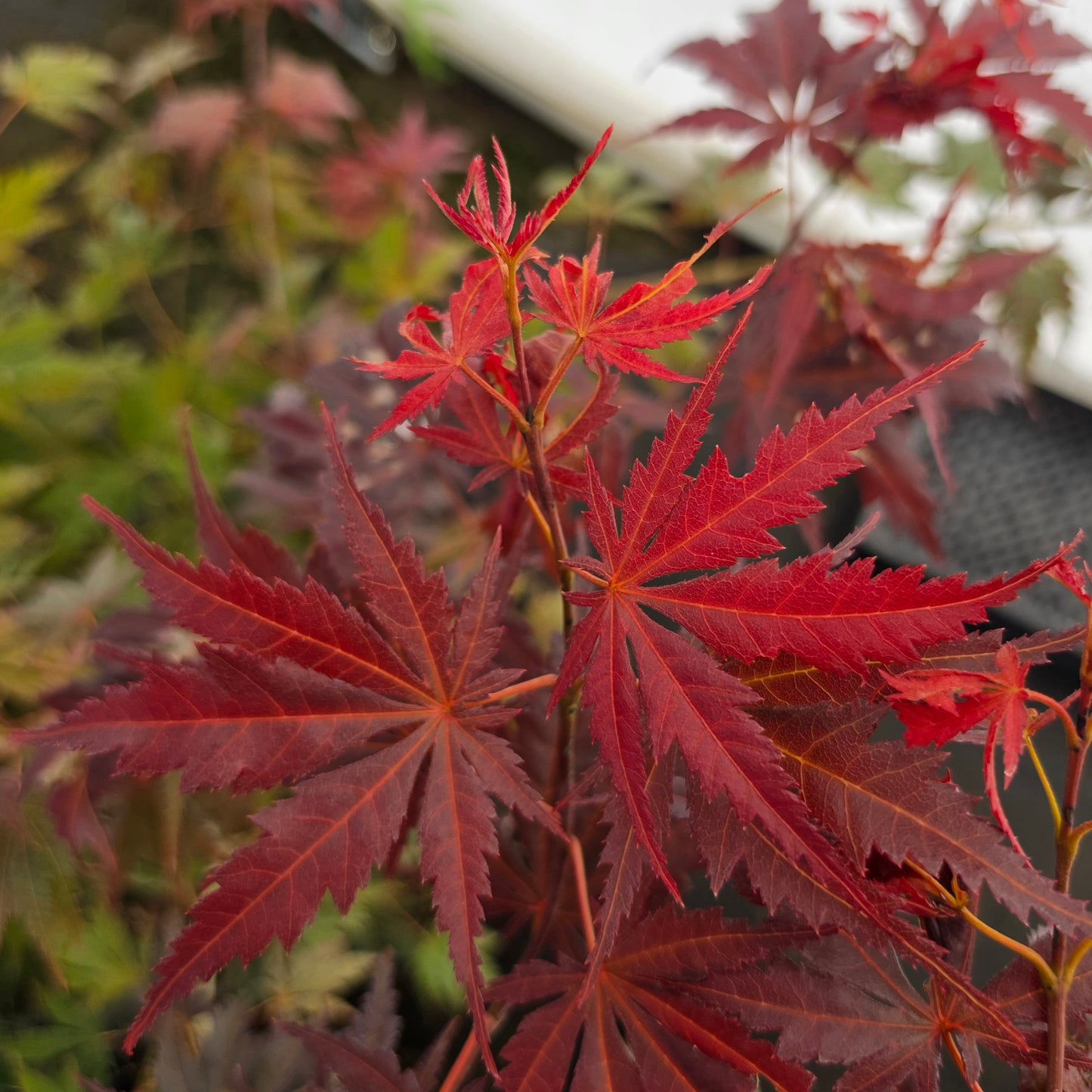 Acer palmatum Attraction