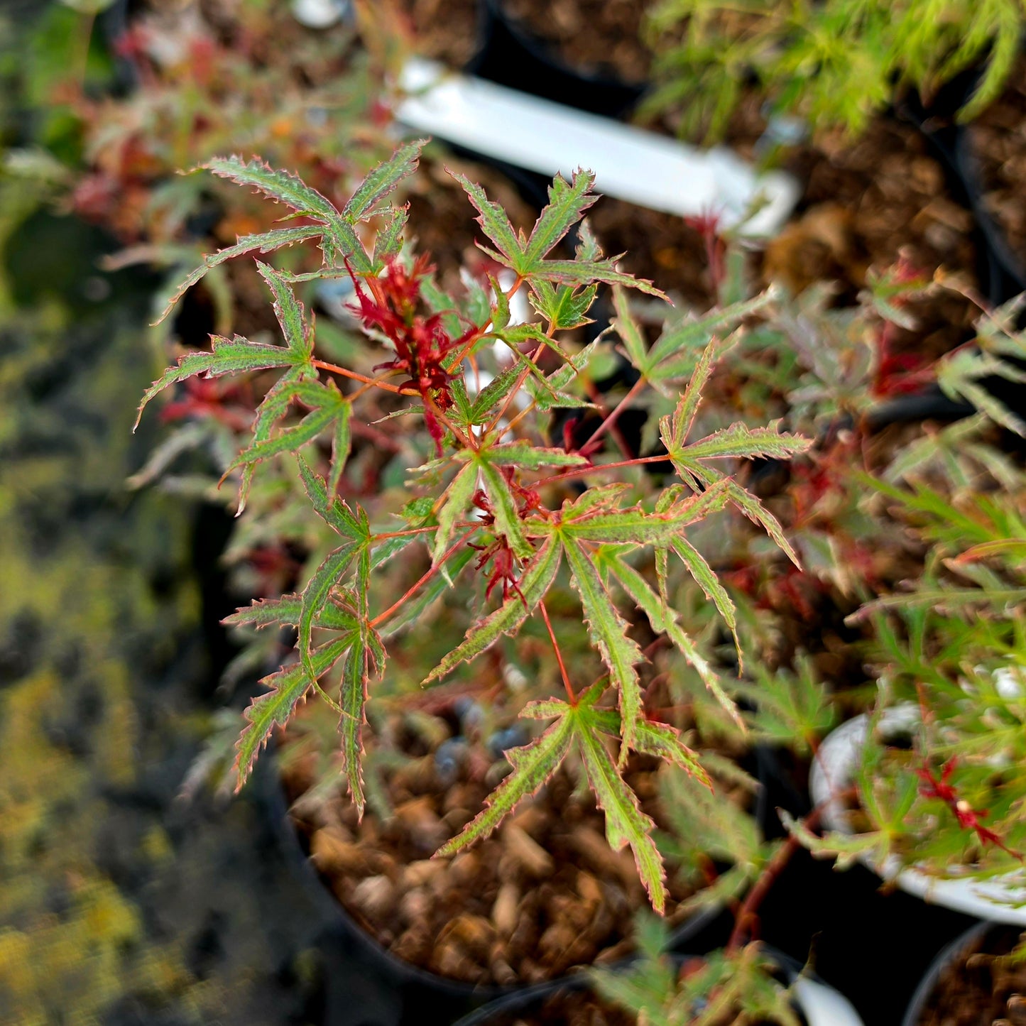 Acer palmatum Beni Fushigi