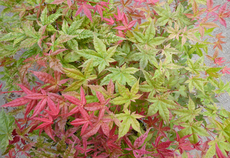 Acer palmatum Beni Maiko