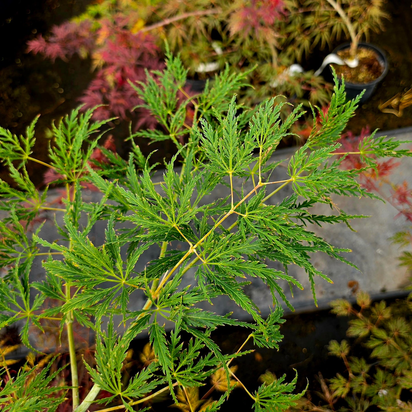 Acer palmatum Birthday Wishes