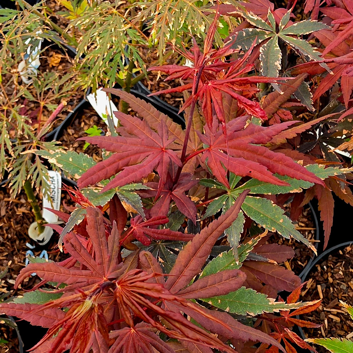 Acer palmatum Brandt's Dwarf