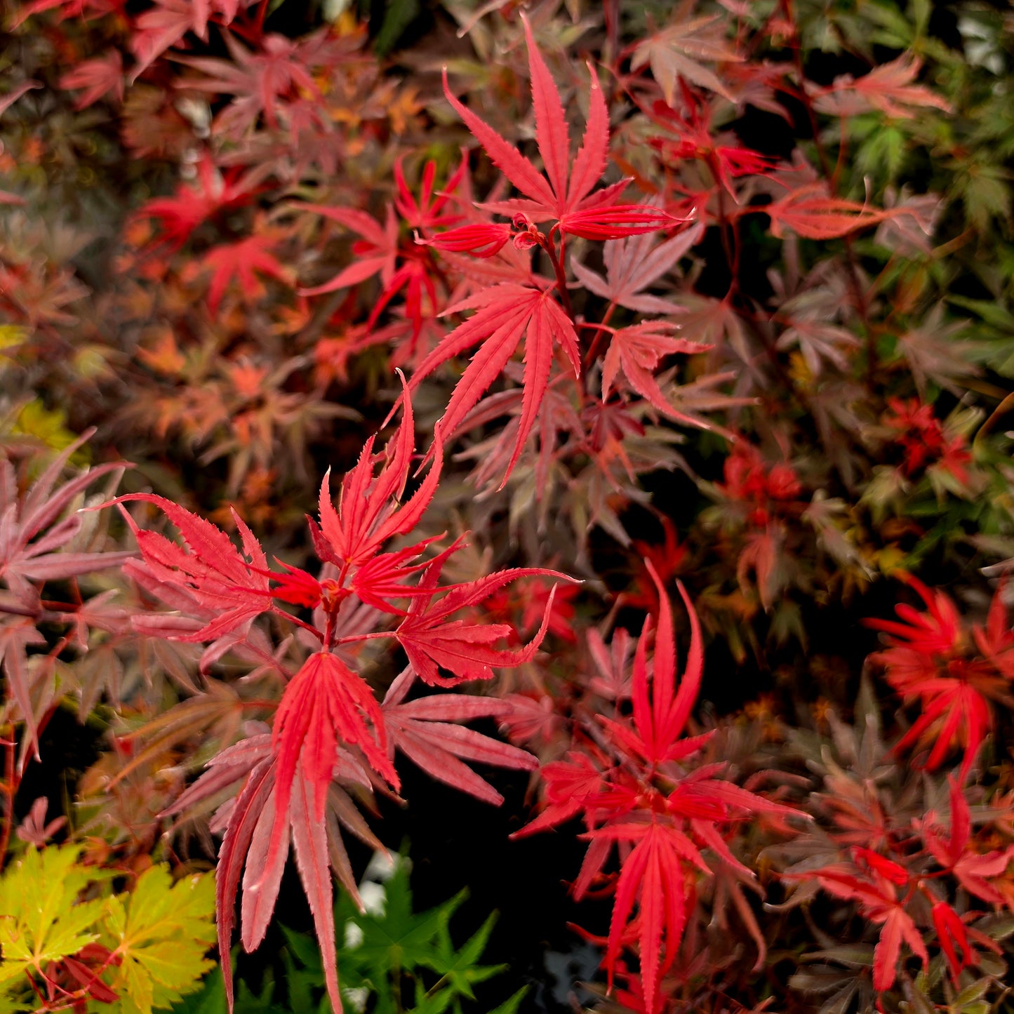 Acer palmatum Carli's Corner Broom