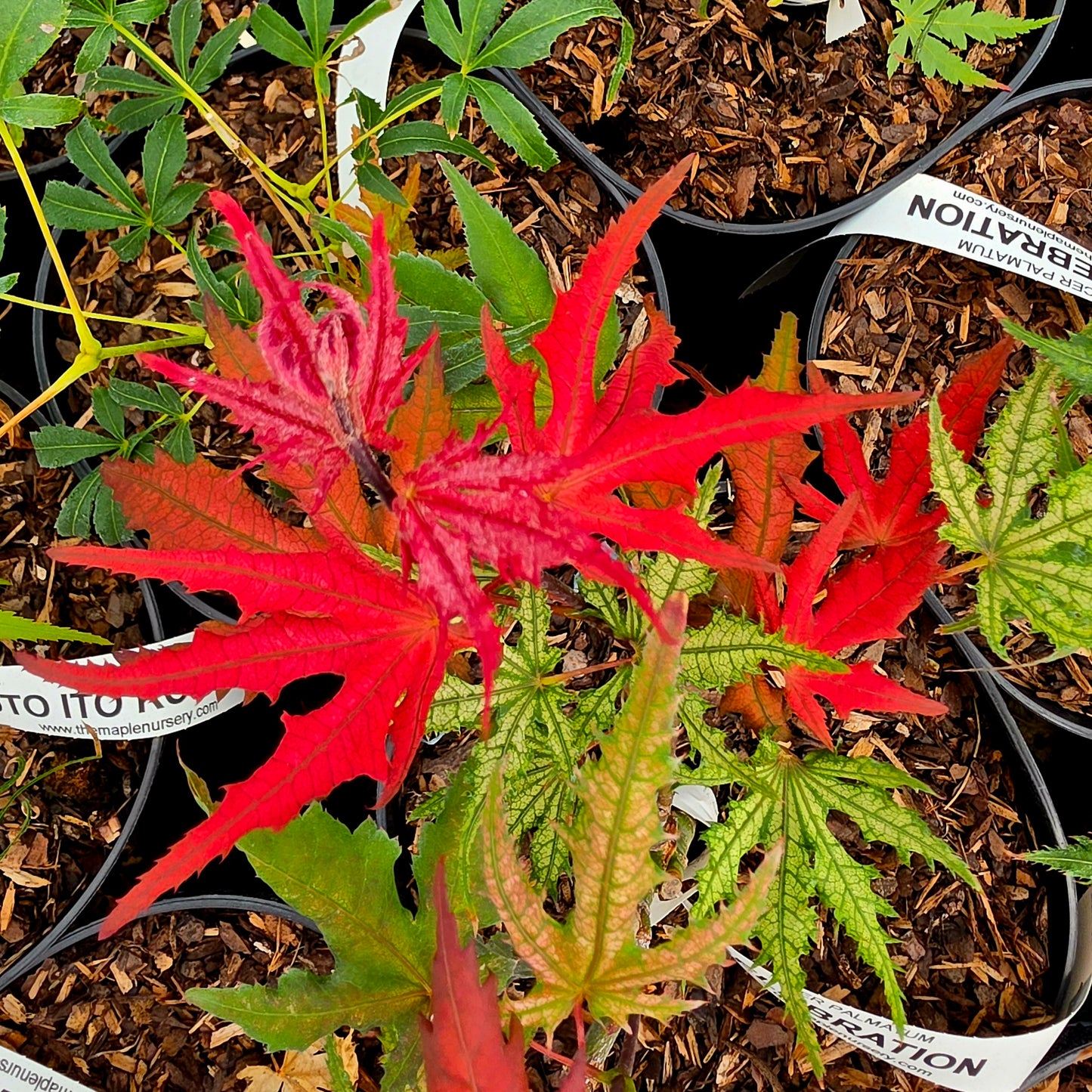 Acer palmatum Celebration