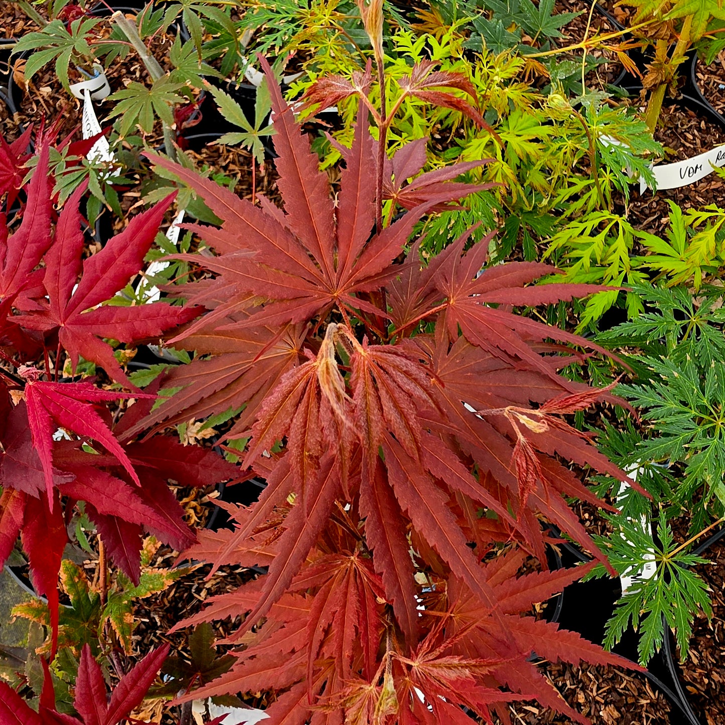 Acer palmatum Chitoseyama