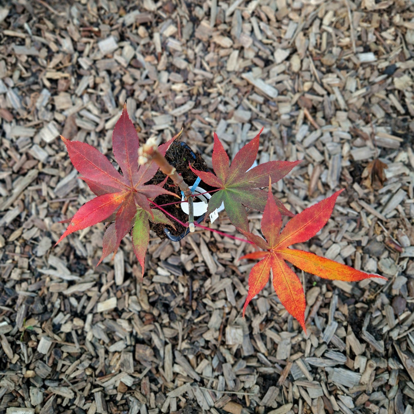 Acer palmatum Coreanum (Korean Gem)
