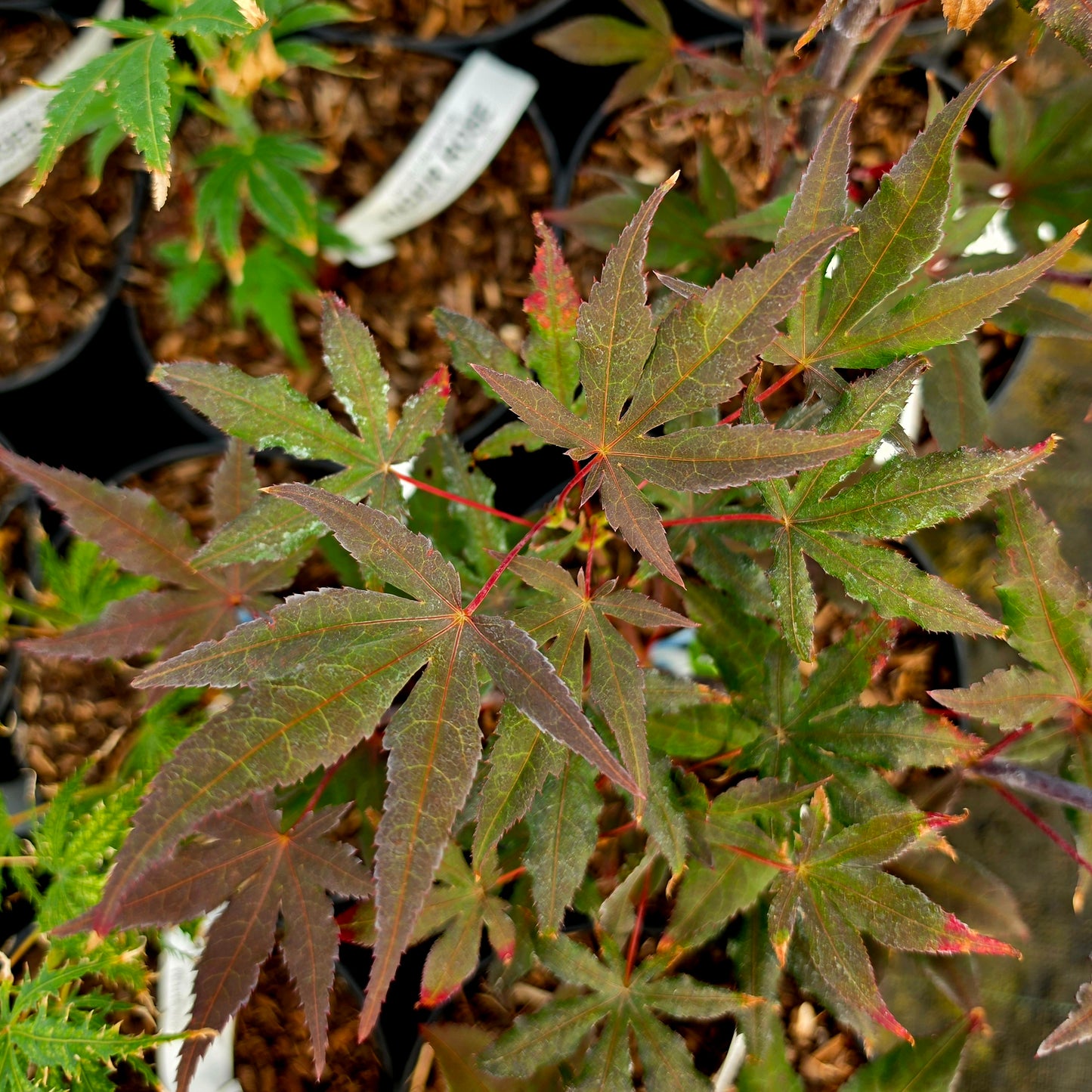 Acer palmatum Dark Knight