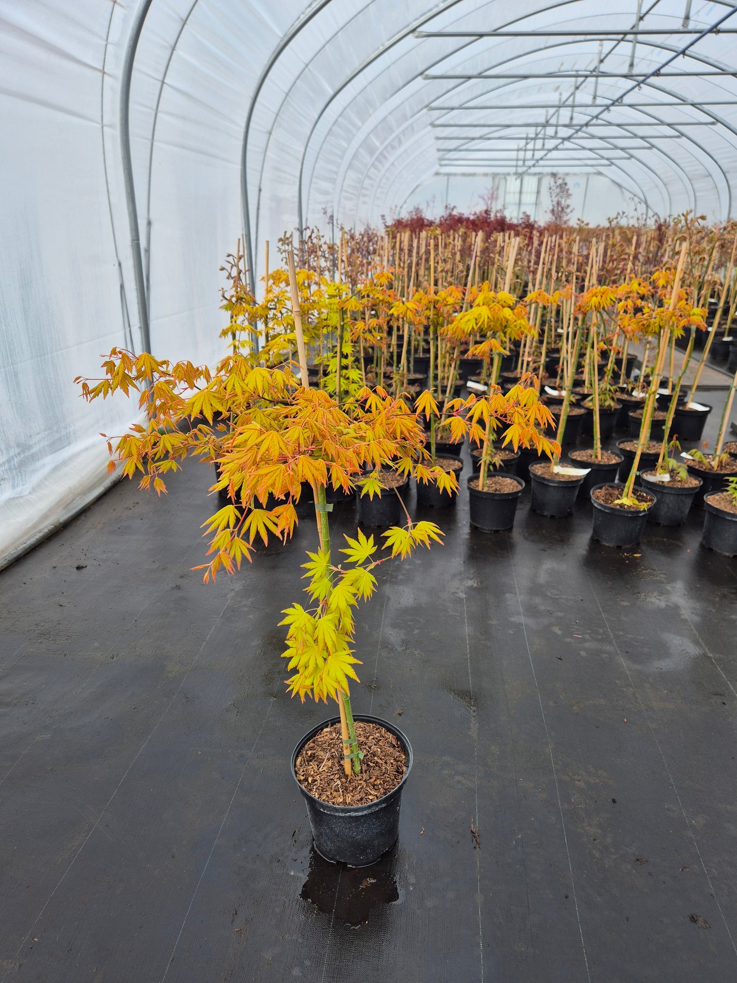 Acer palmatum Dragon Master