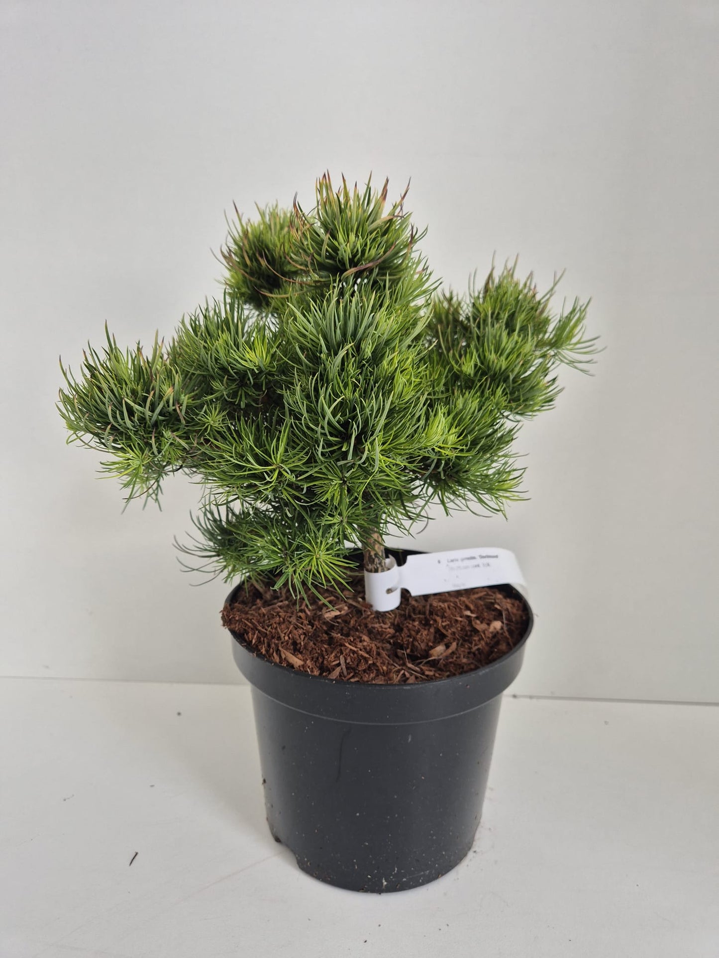 Larix gmelinii Dortmund