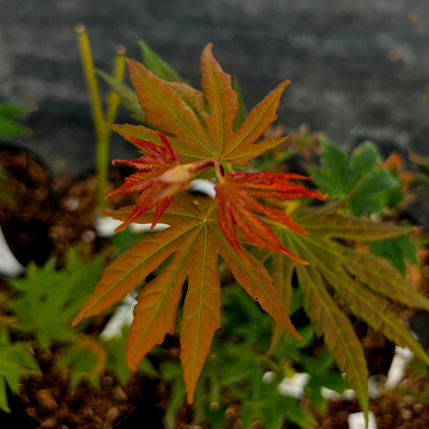 Acer palmatum Ever Autumn