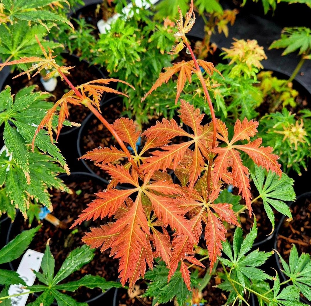 Acer palmatum Gene's Dissectum