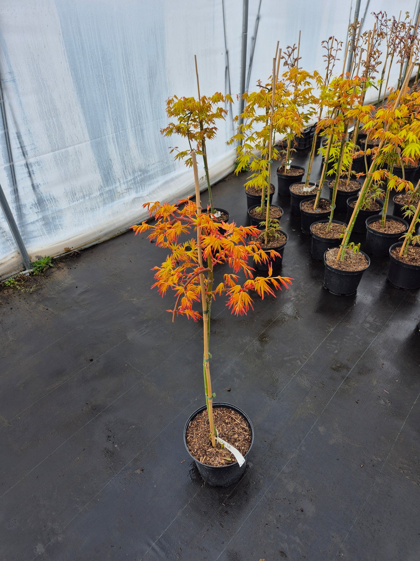 Acer palmatum Golden Falls