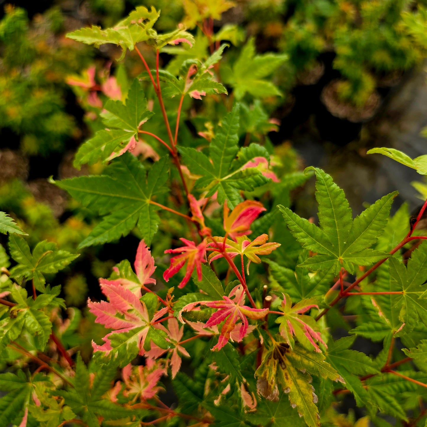 Acer palmatum Harold's Pink & White