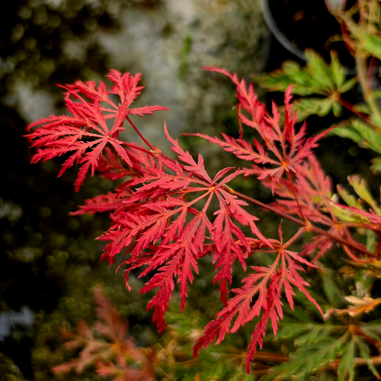 Acer palmatum Inaba Shidare