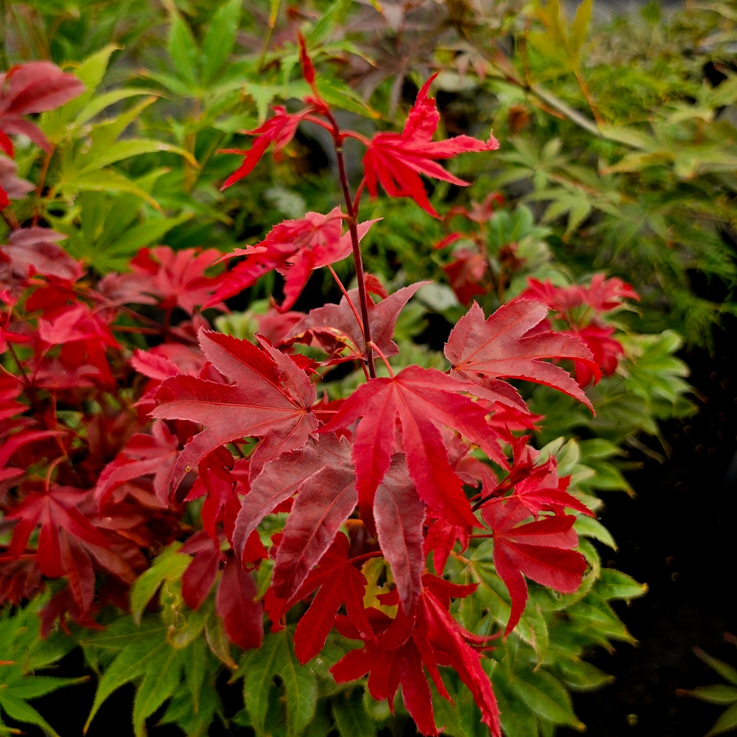 Acer palmatum In The Pink