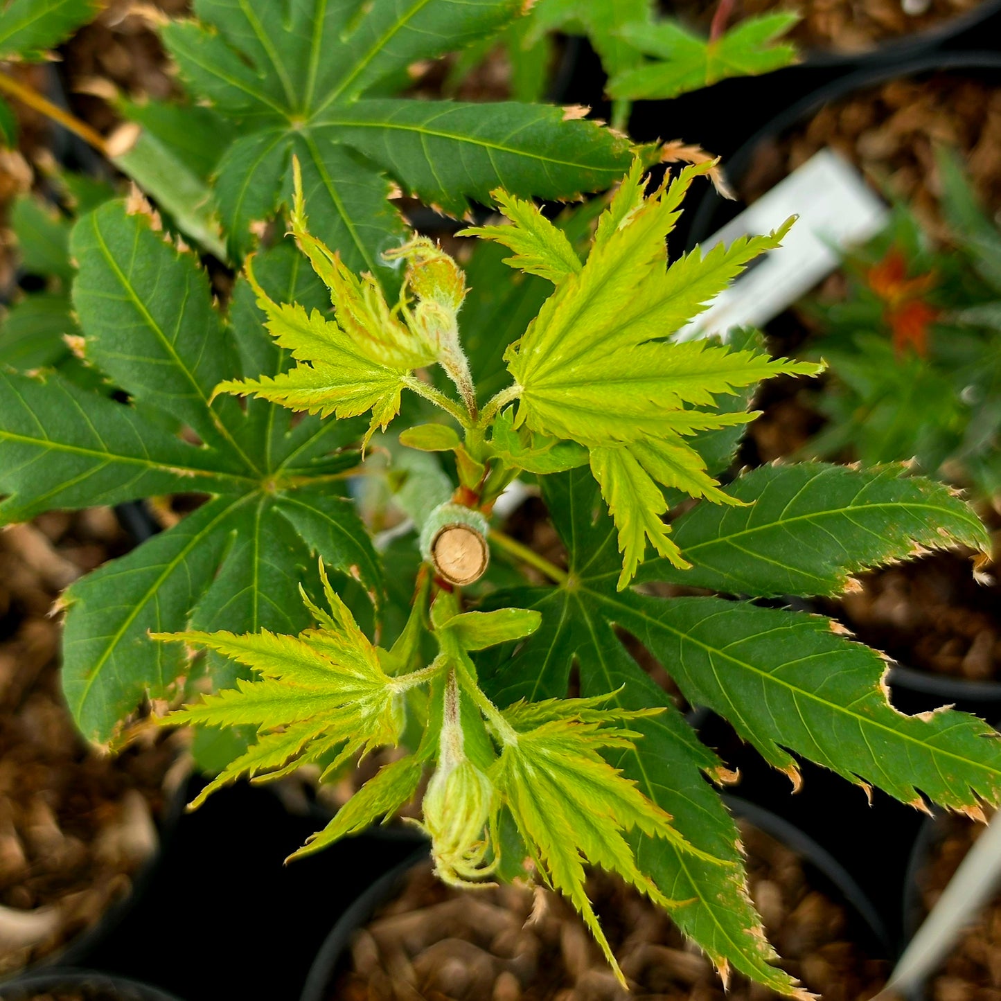 Acer palmatum Ki Hachijoh