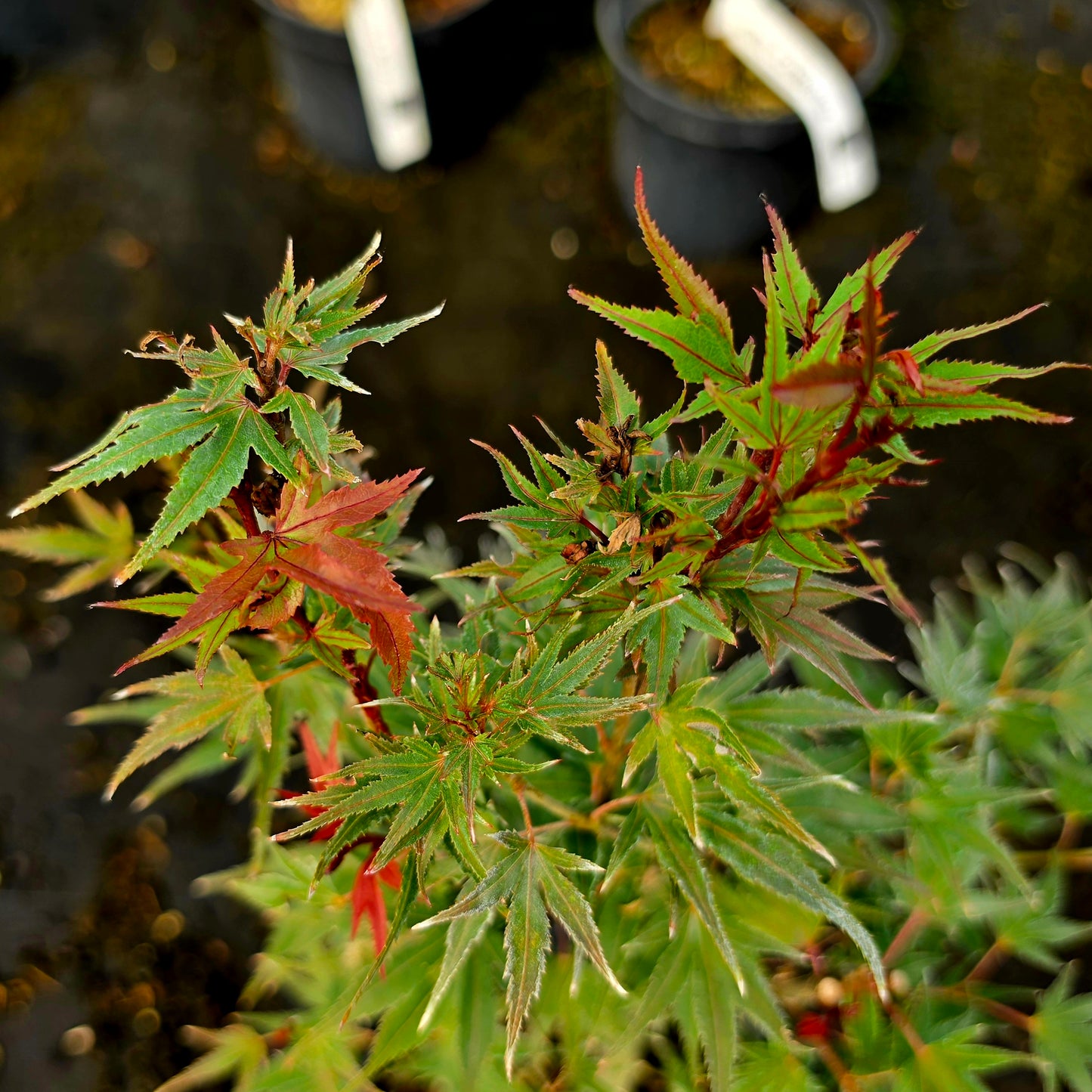 Acer palmatum Kuro Hime