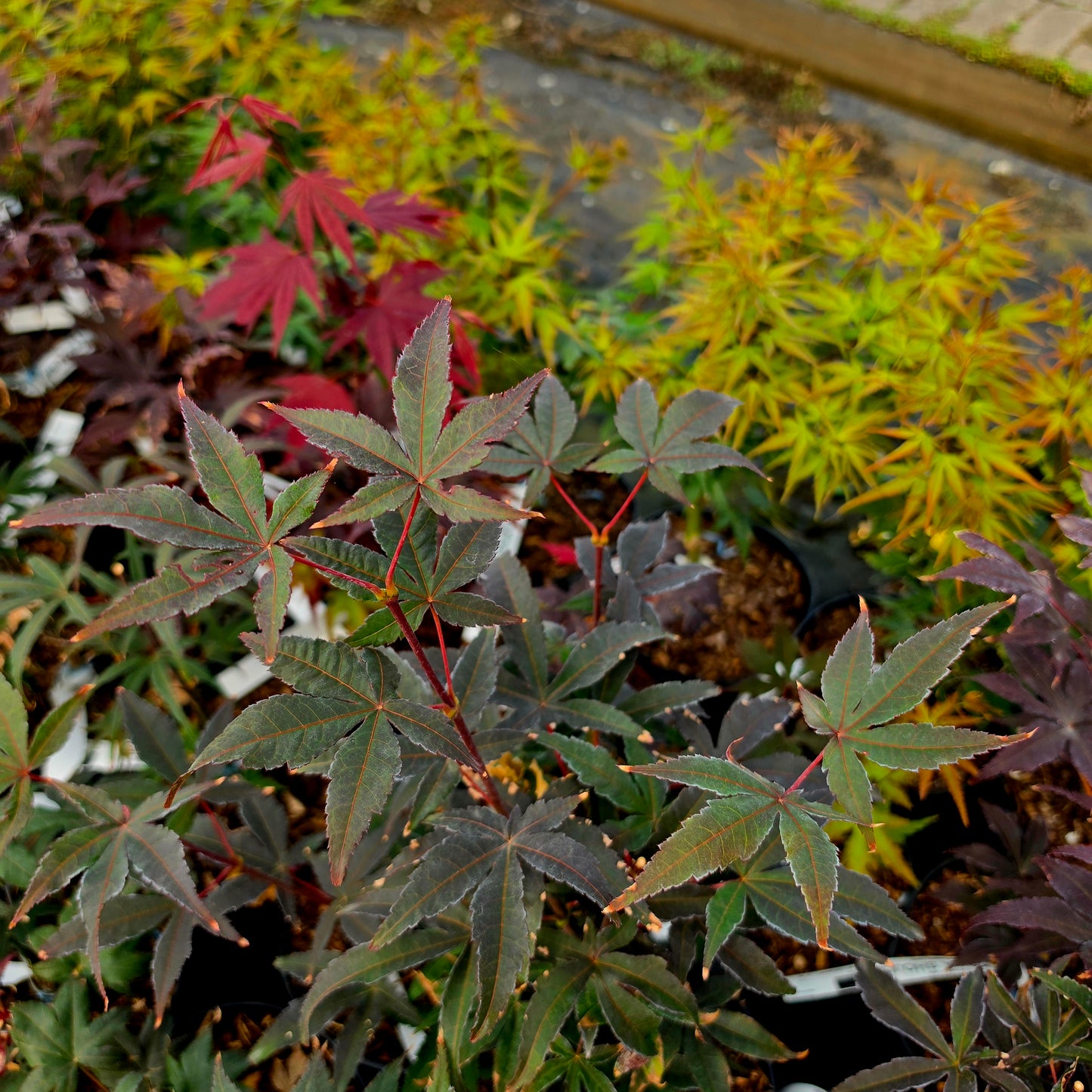 Acer palmatum Little Red