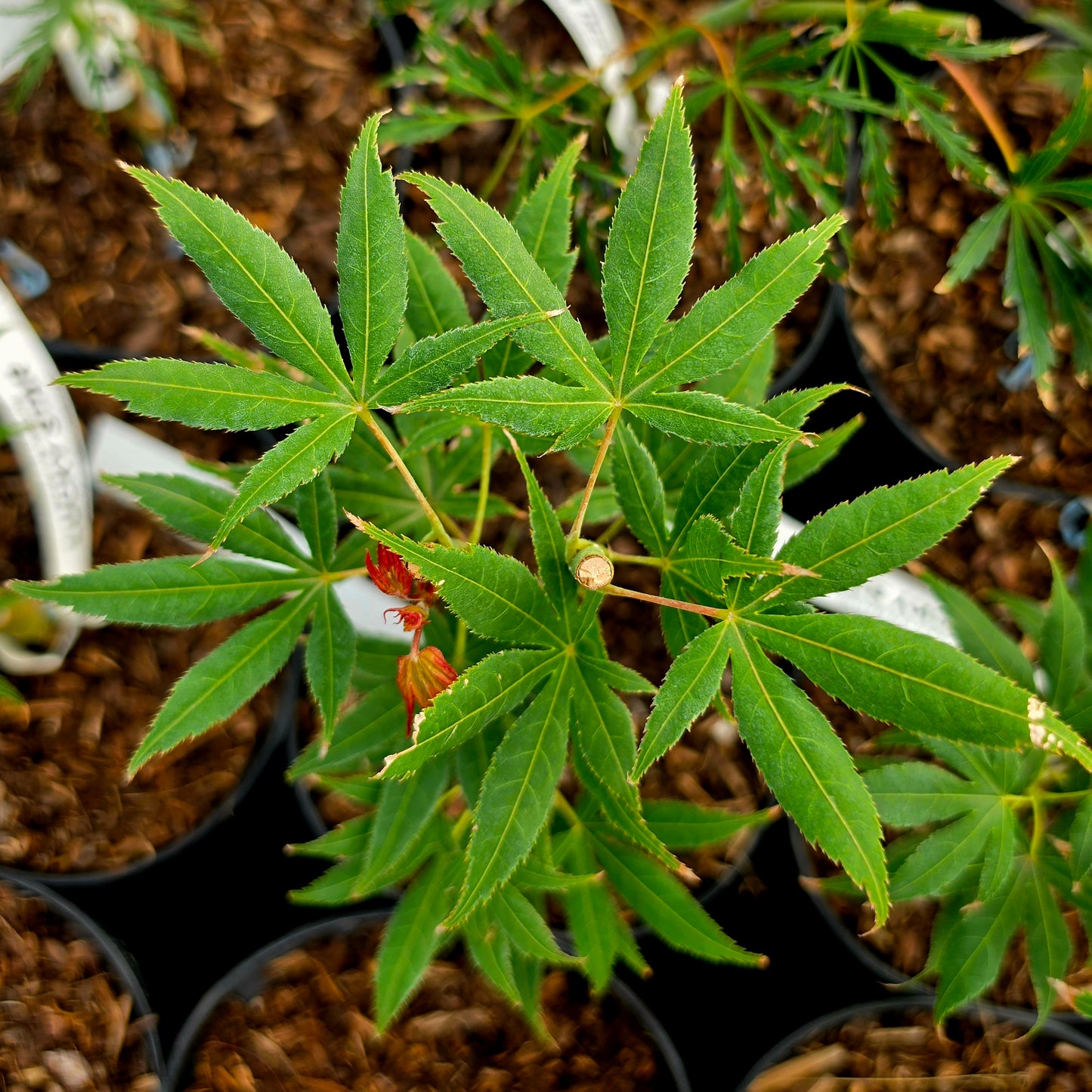 Acer palmatum Lucky Star