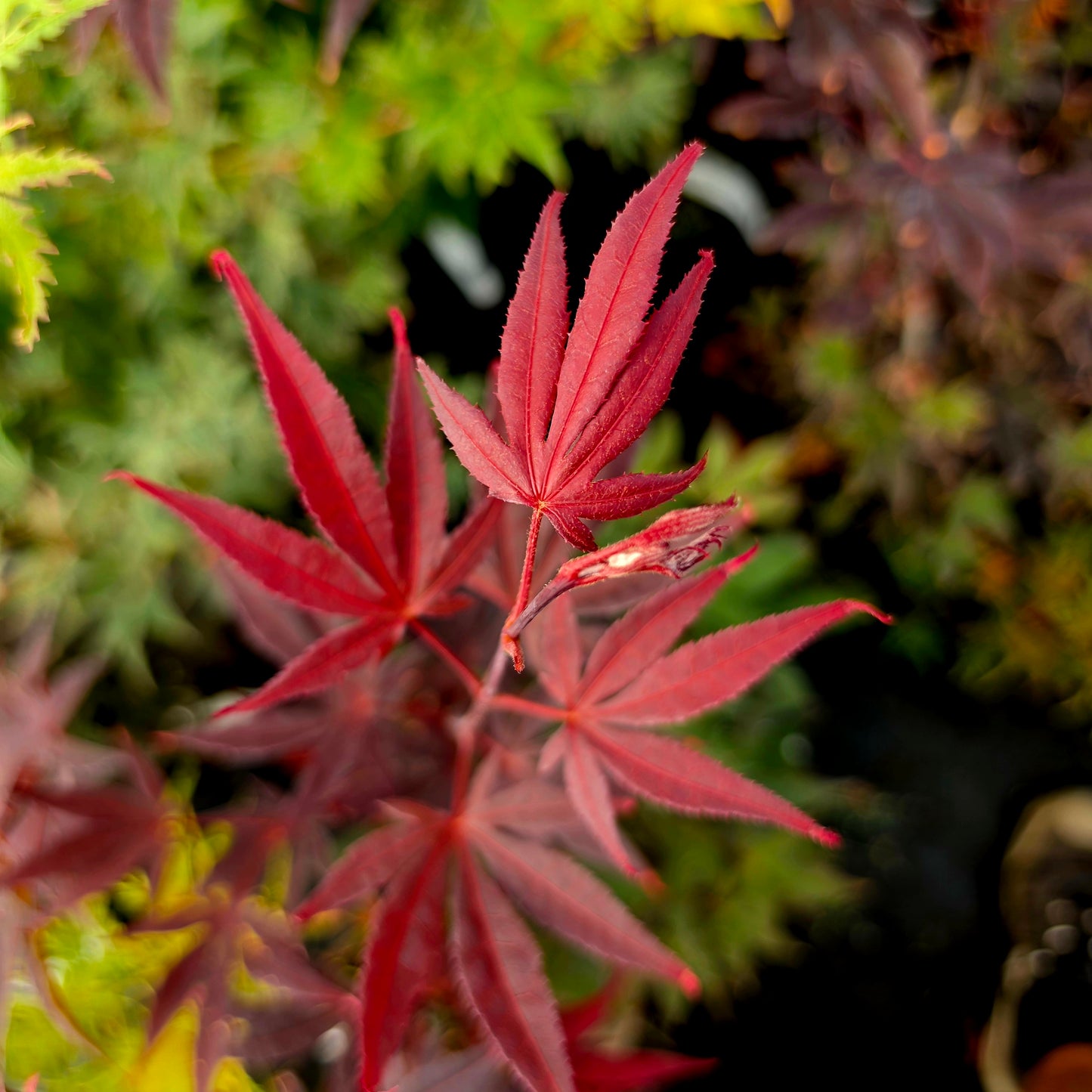 Acer palmatum Mallet