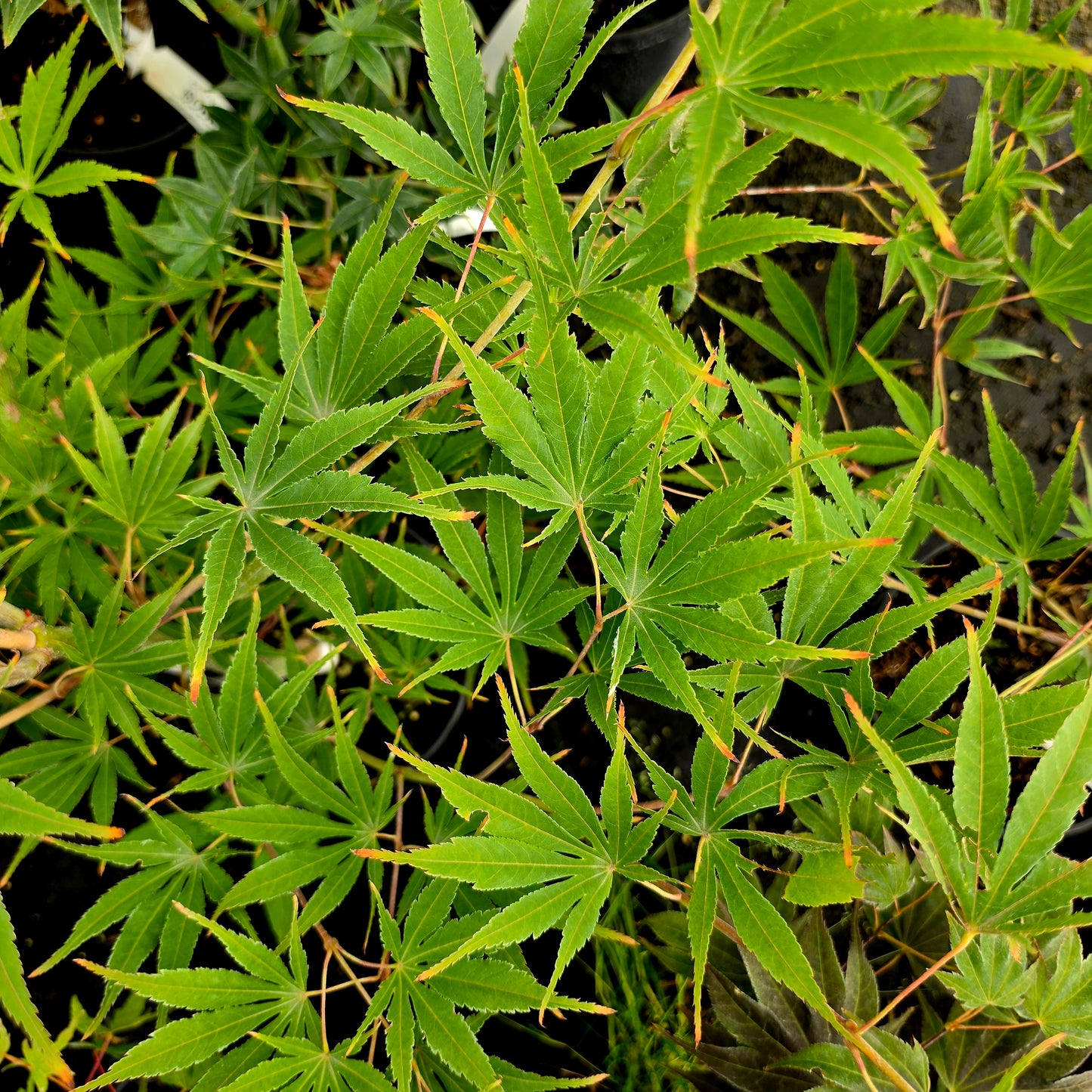 Acer palmatum Matsu Kaze