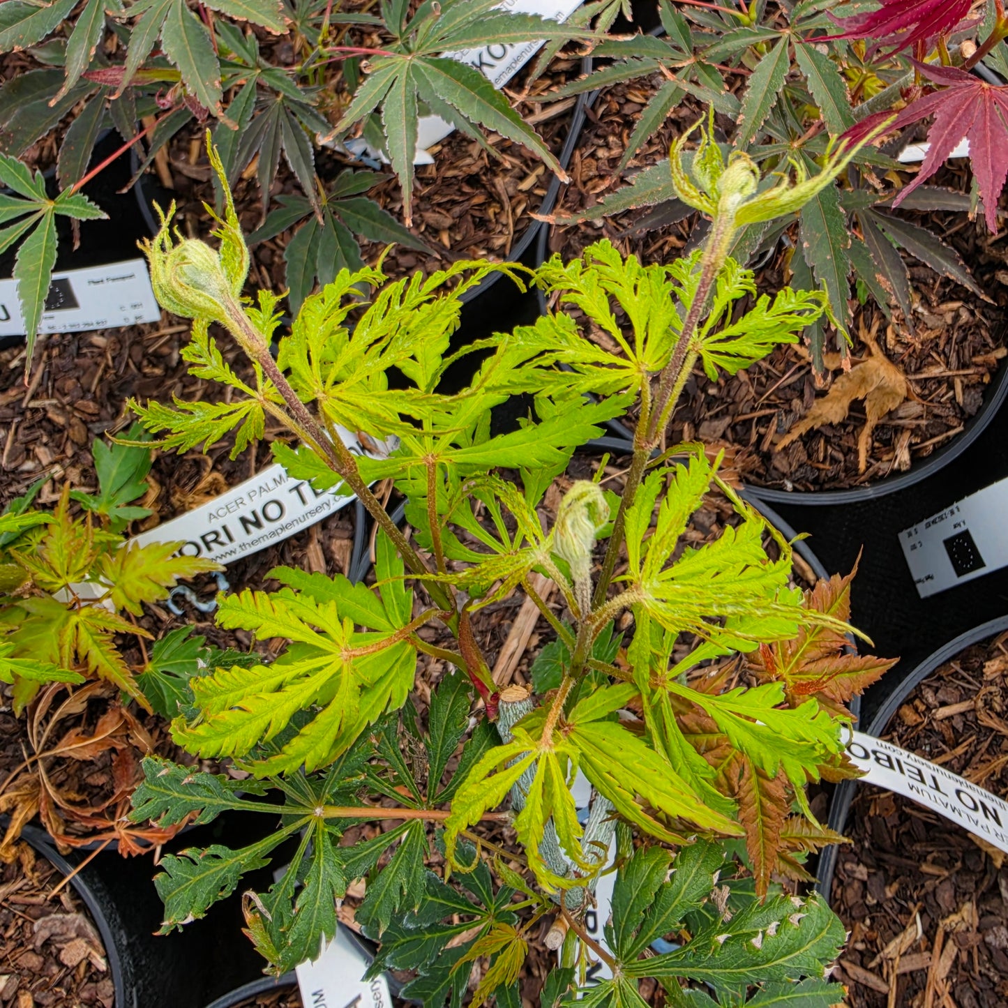 Acer palmatum Midori No Teiboku