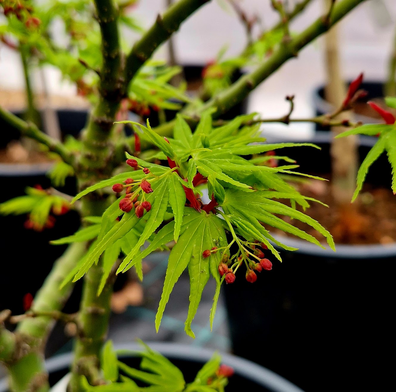 Acer palmatum Mikawa Yatsubusa