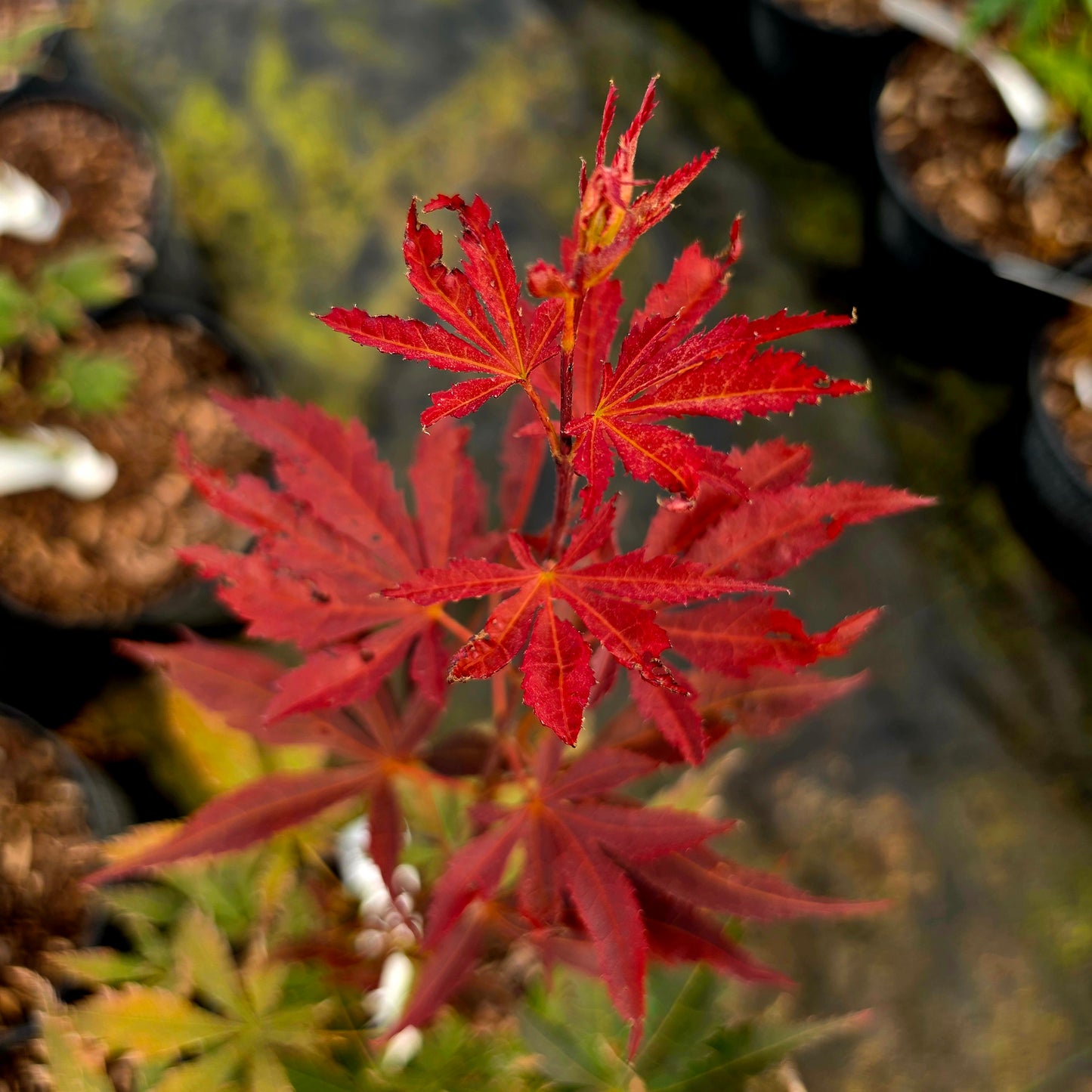 Acer palmatum Mon Papa