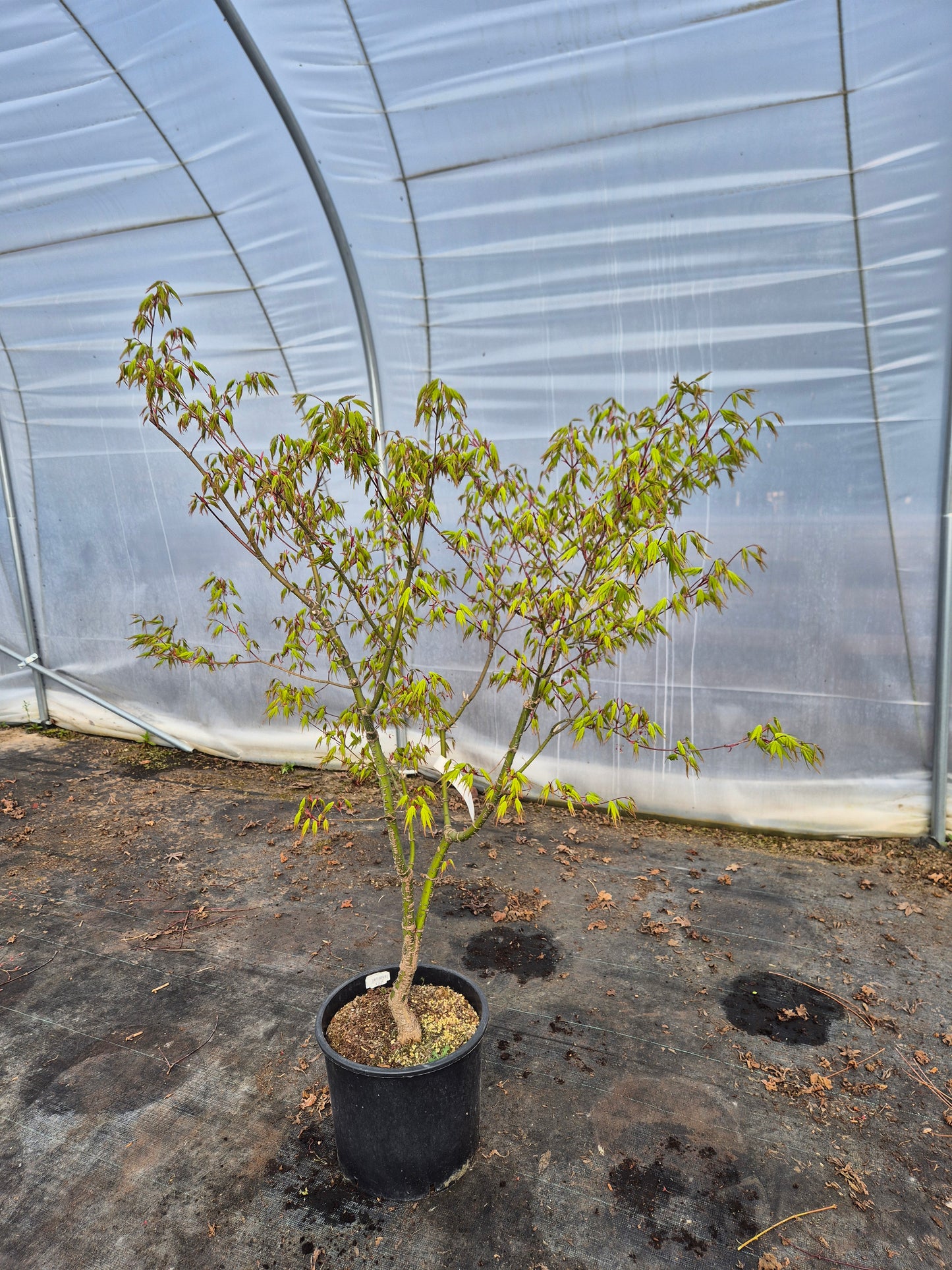 Acer palmatum Nishiki Yamato