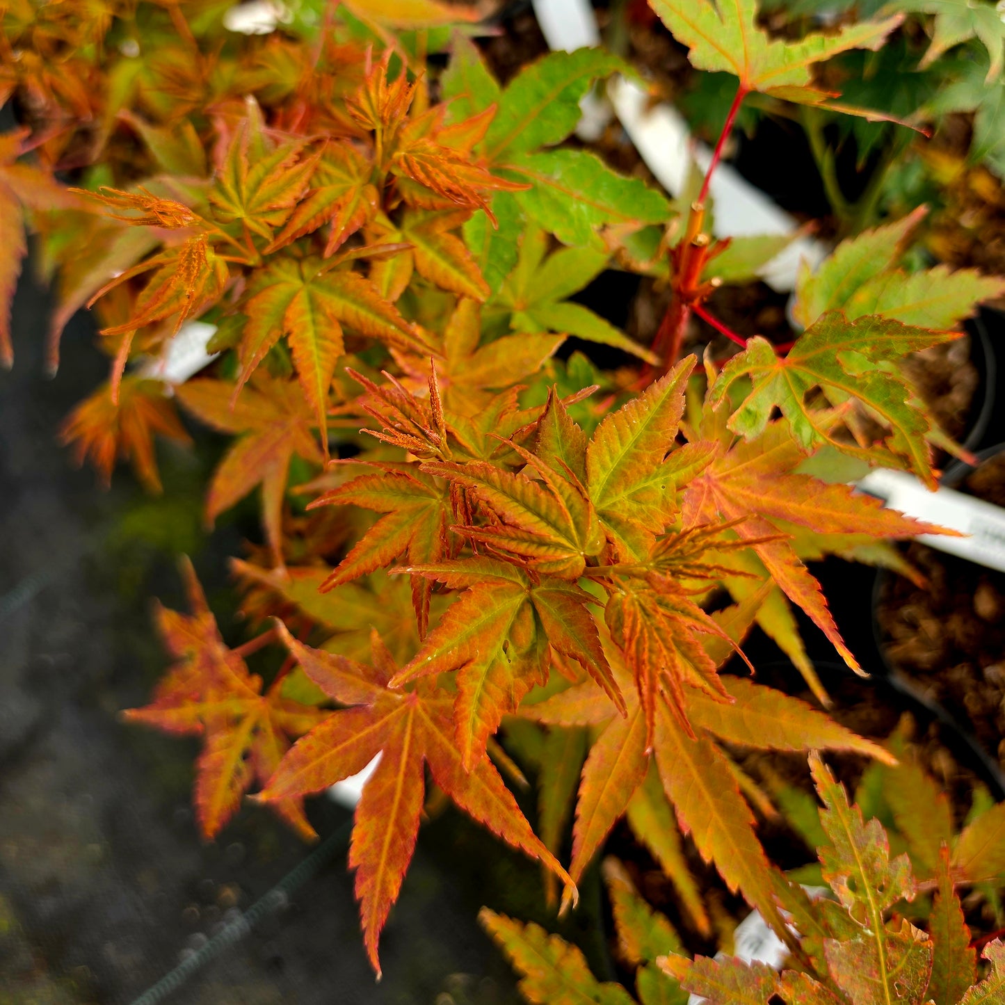 Acer palmatum Peve Chameleon