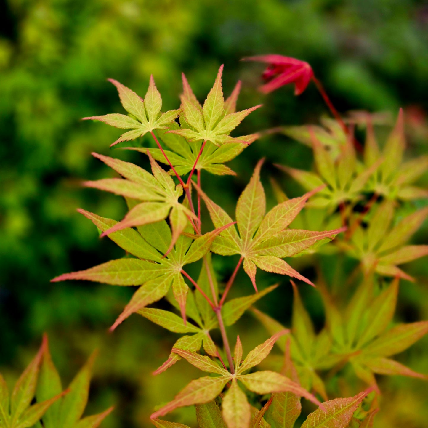 Acer palmatum Kogane Nishiki