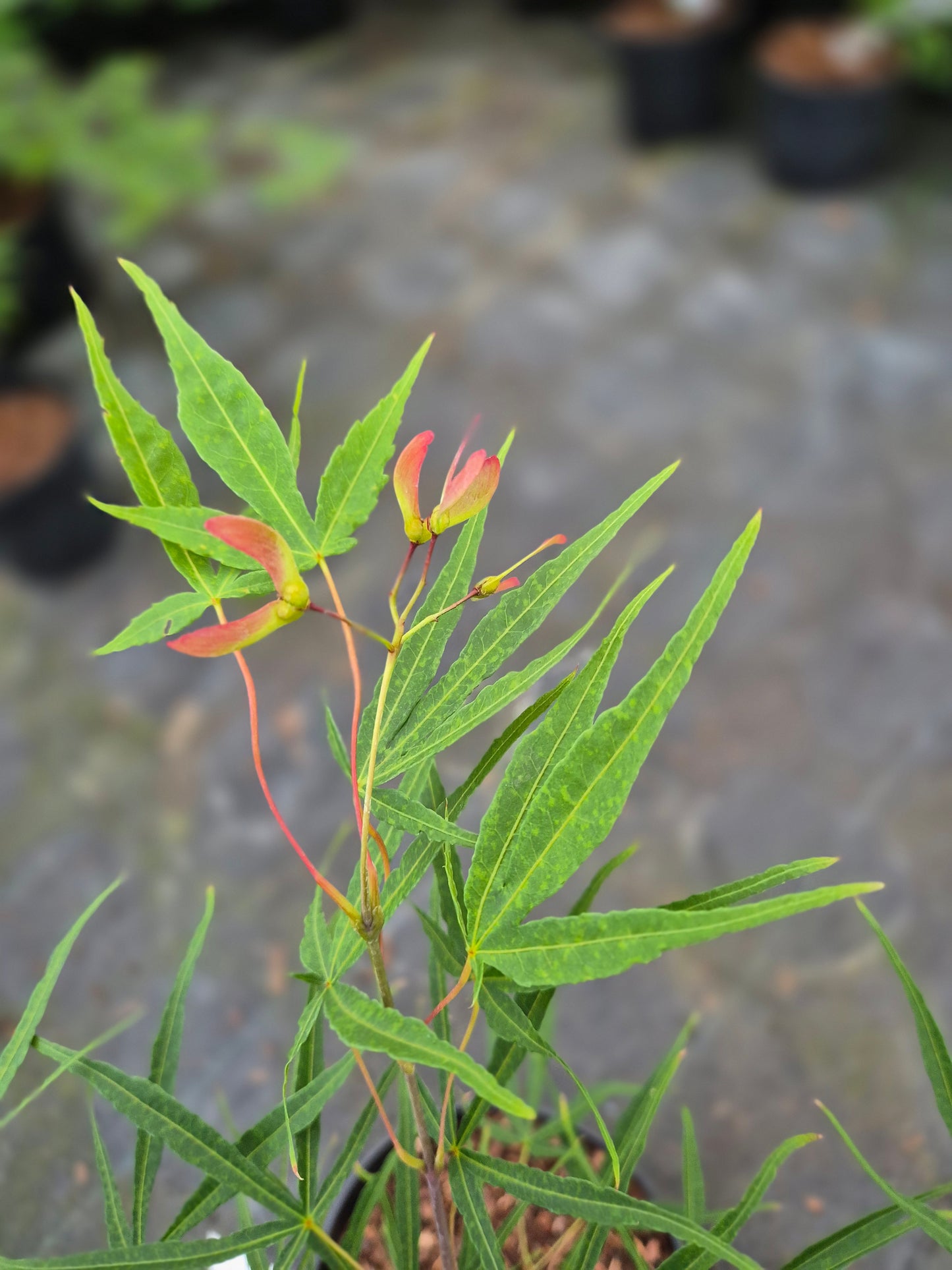 Acer palmatum Linearilobum