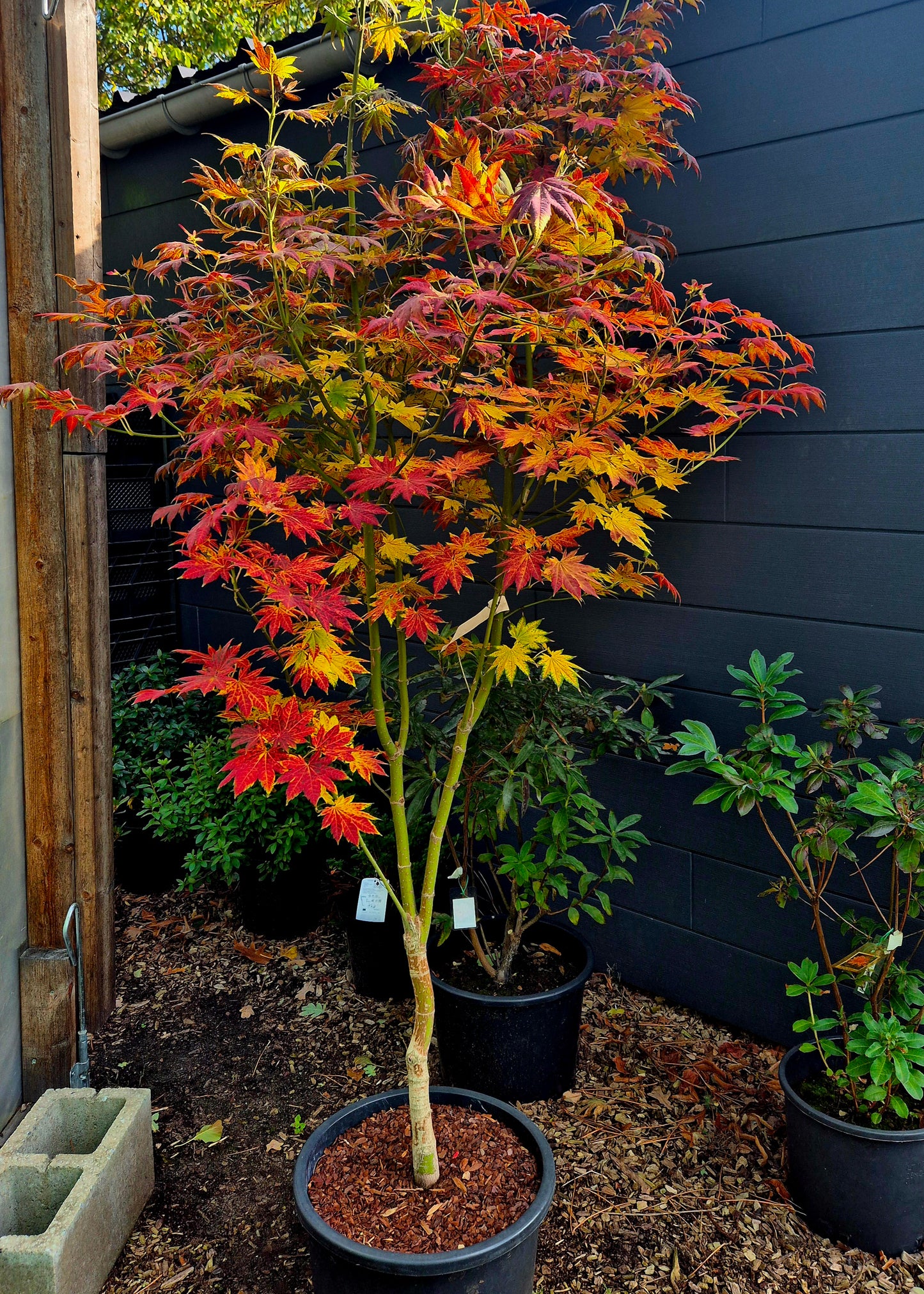 Acer shirasawanum Seyu