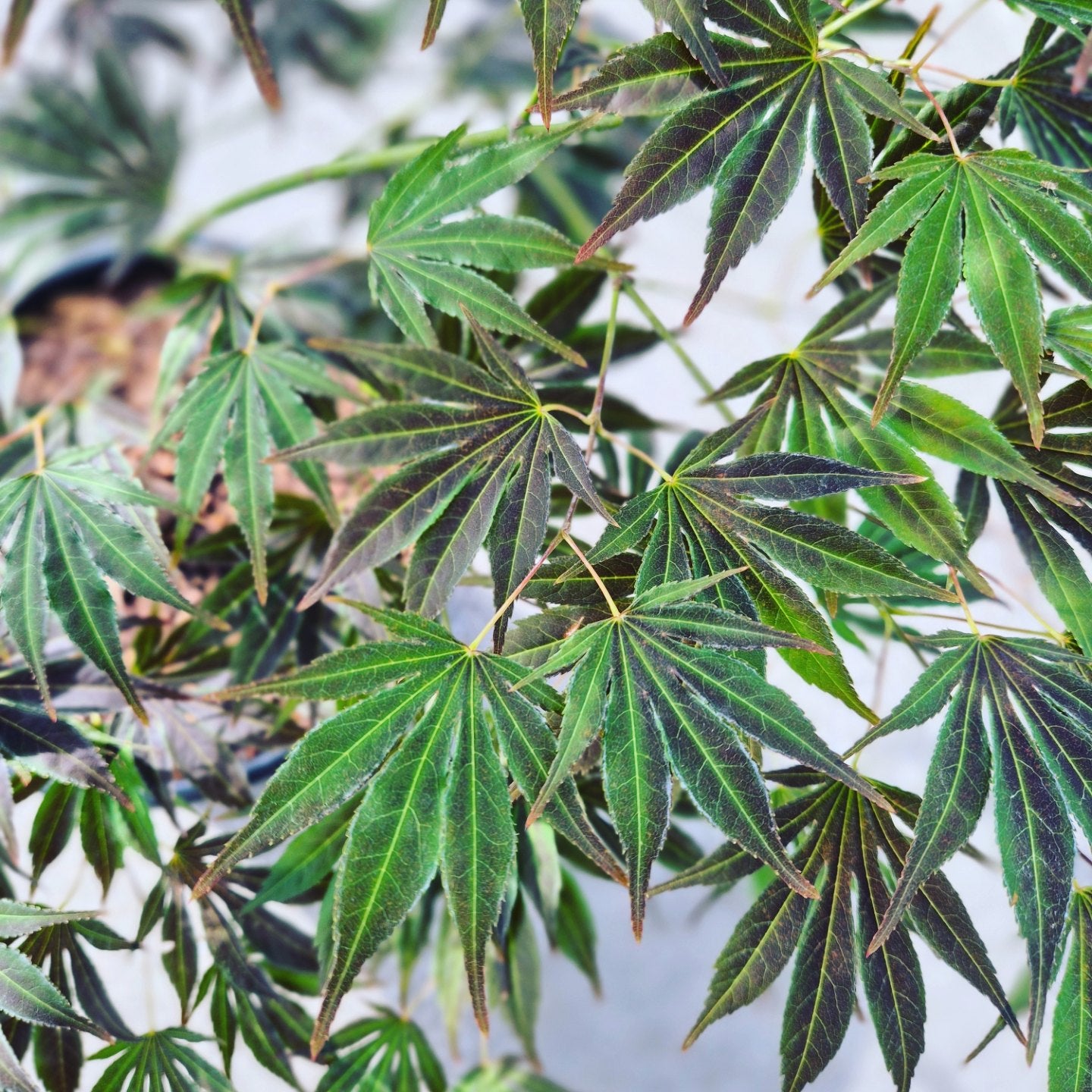 Acer palmatum Hyotei
