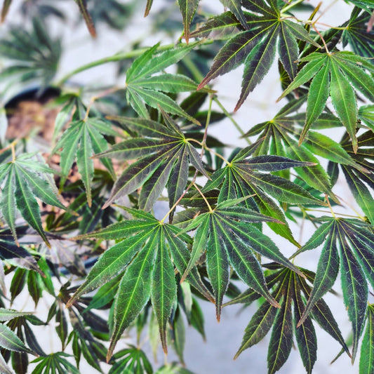 Acer palmatum Hyotei