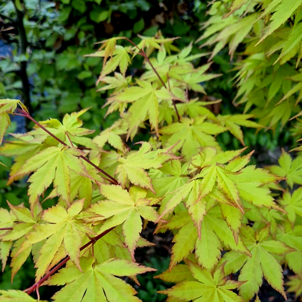 Acer palmatum Summer Gold