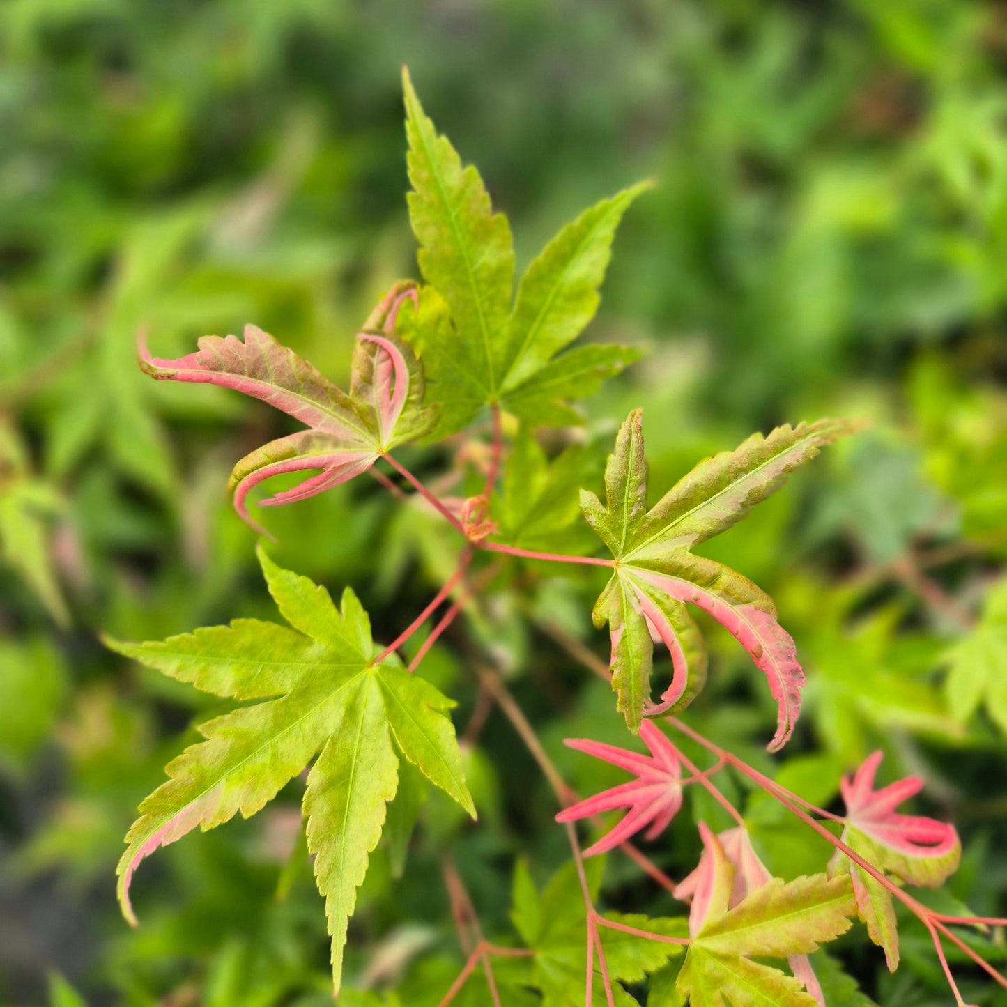 Acer palmatum Oridono Nishiki