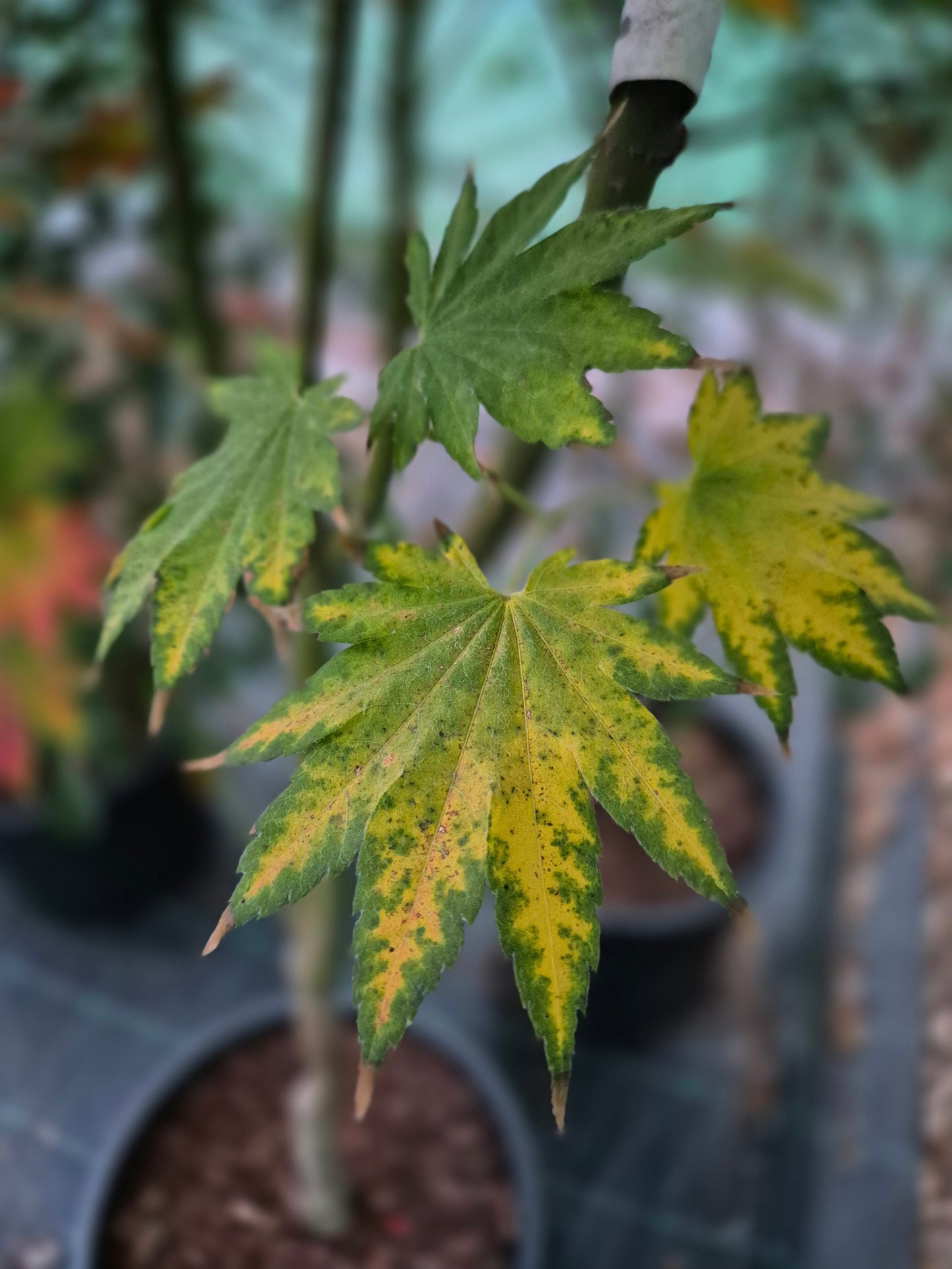 Acer shirasawanum Seyu