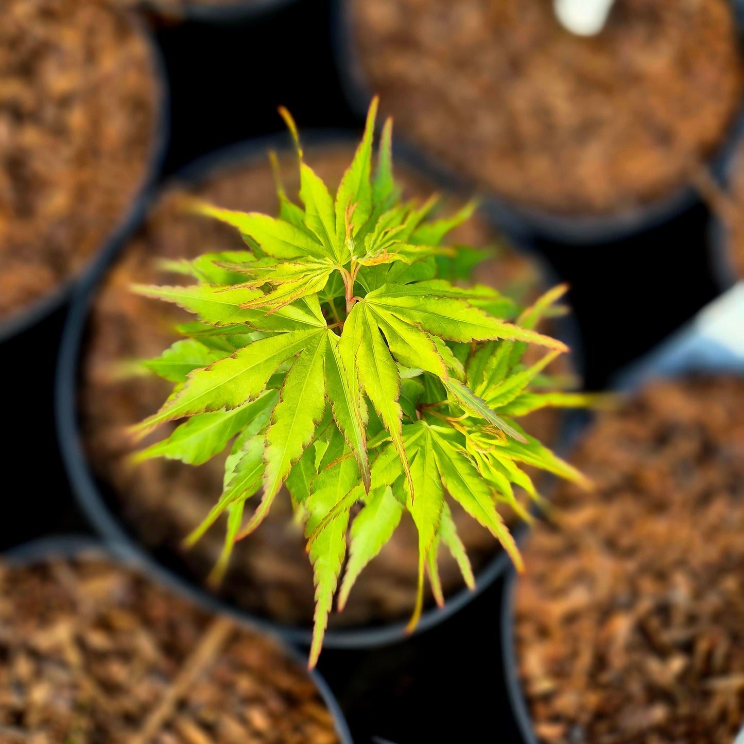 Acer palmatum Zoe