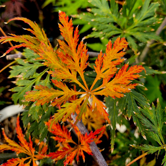Acer japonicum Falling Flames