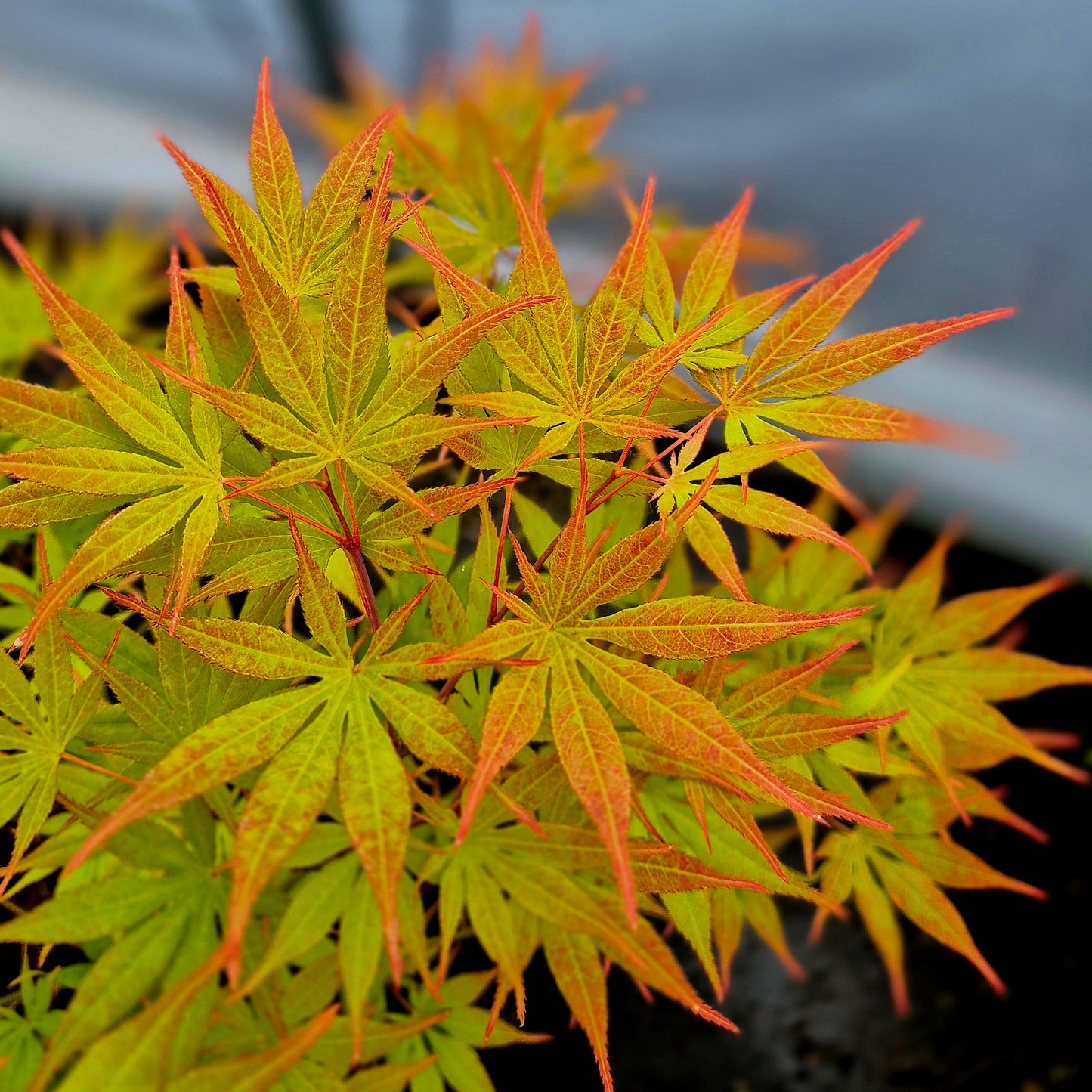 Acer palmatum Kogane Nishiki