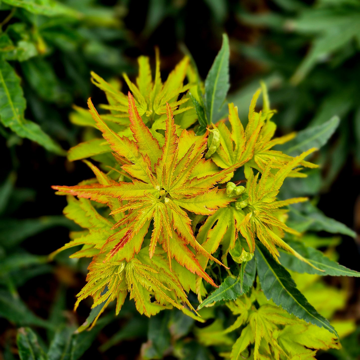 Acer palmatum Zoe