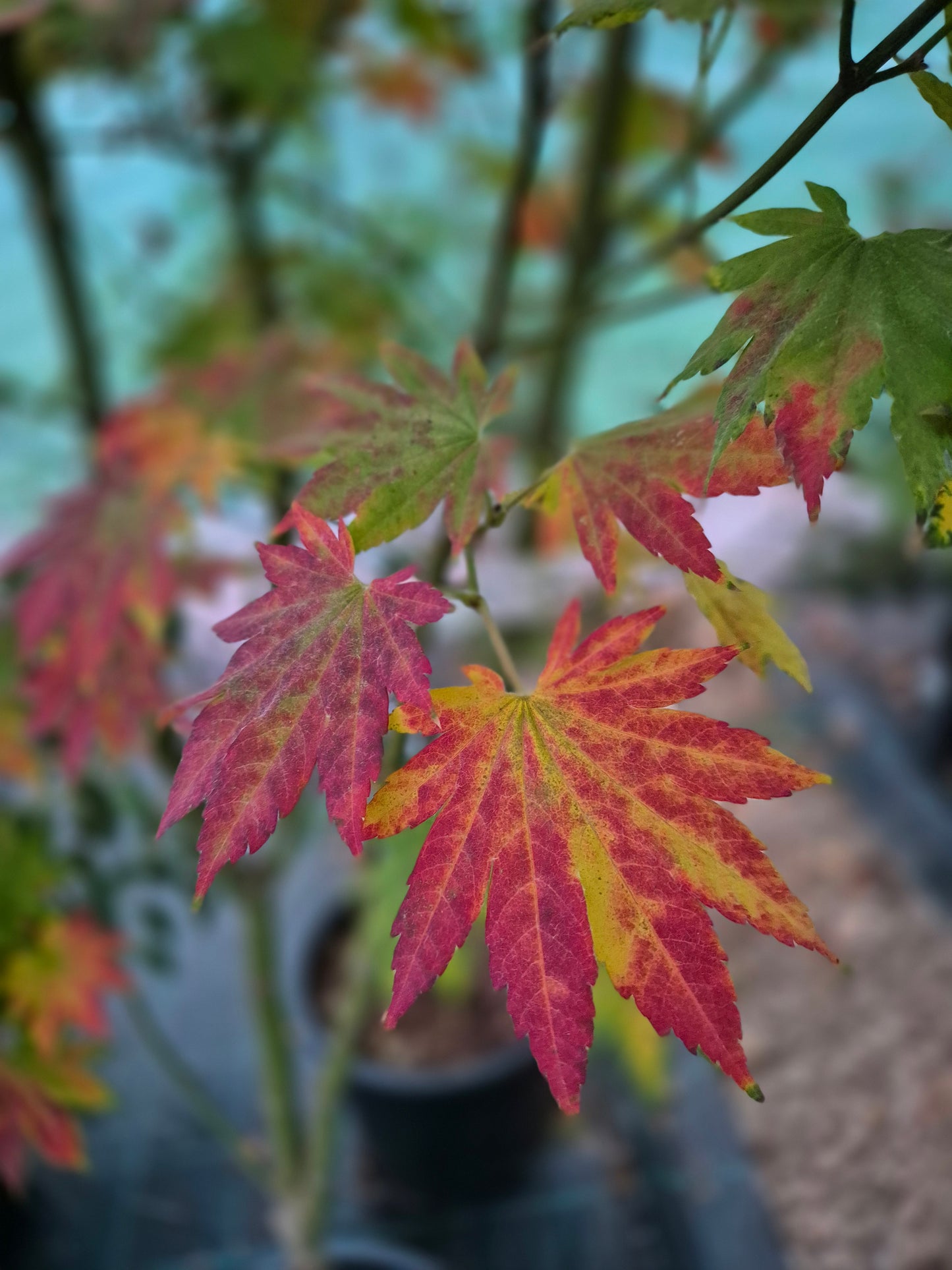 Acer shirasawanum Seyu