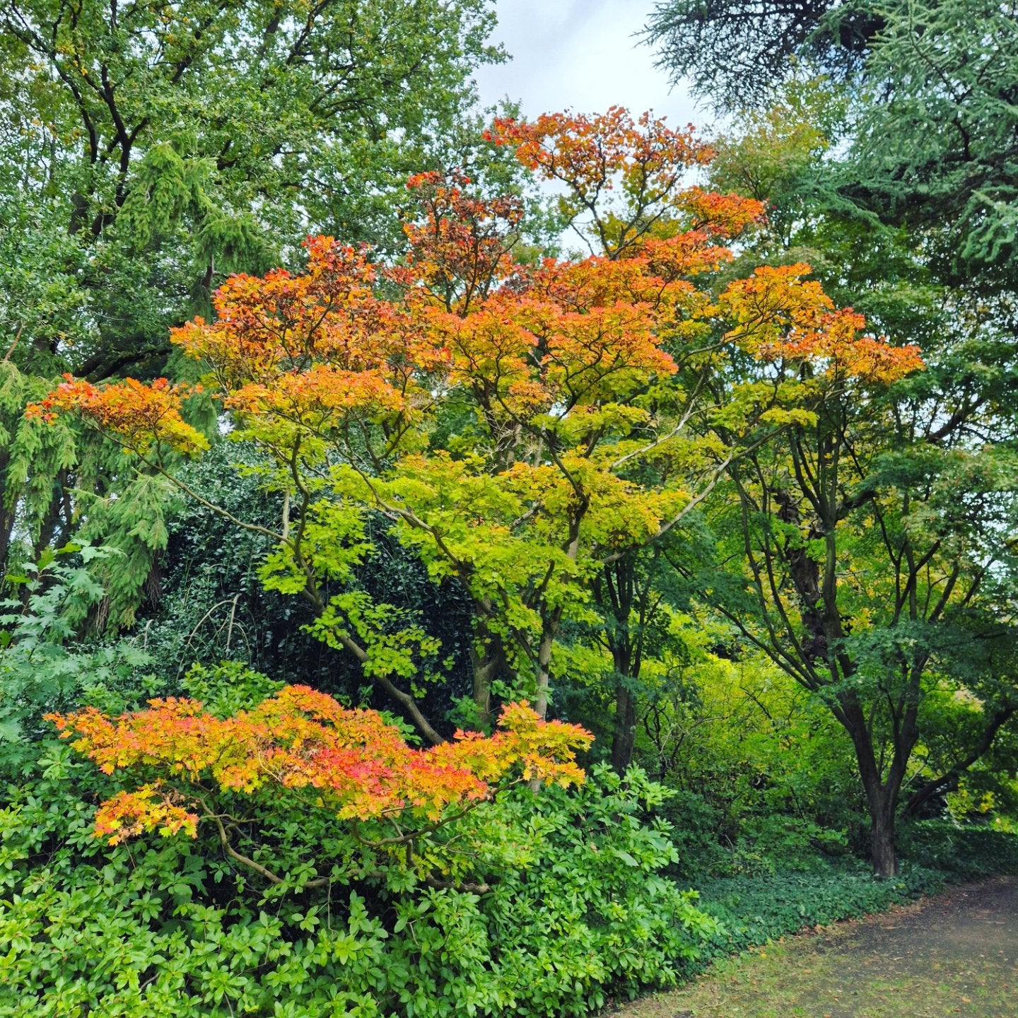 Acer shirasawanum Aureum