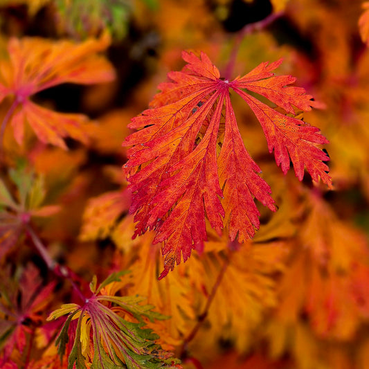 Acer japonicum Aconitifolium