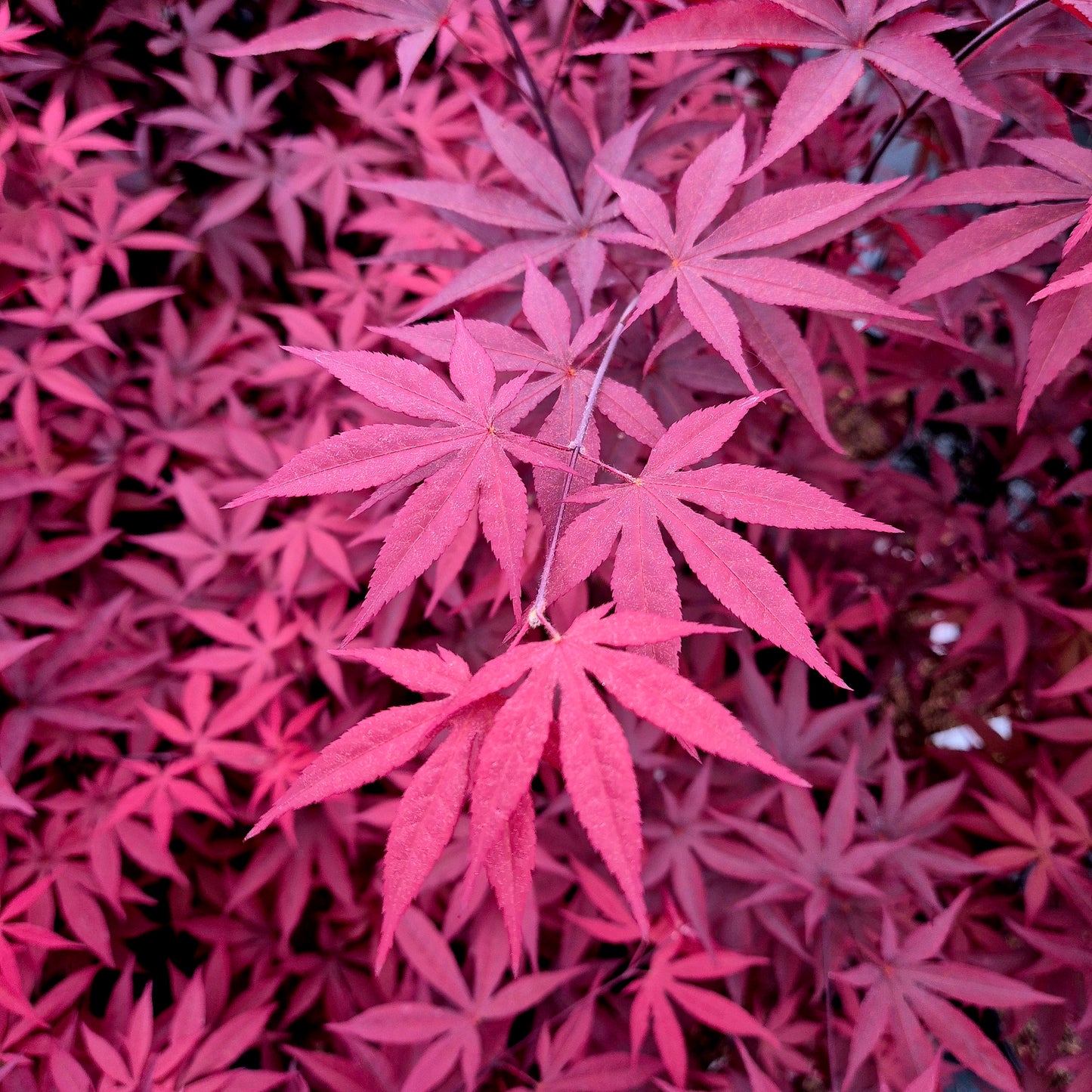 Acer palmatum Emperor 1 (Red Emperor)
