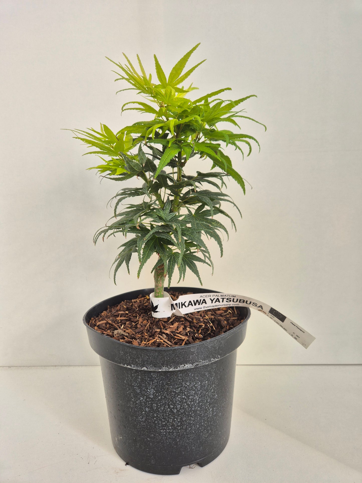 Acer palmatum Mikawa Yatsubusa